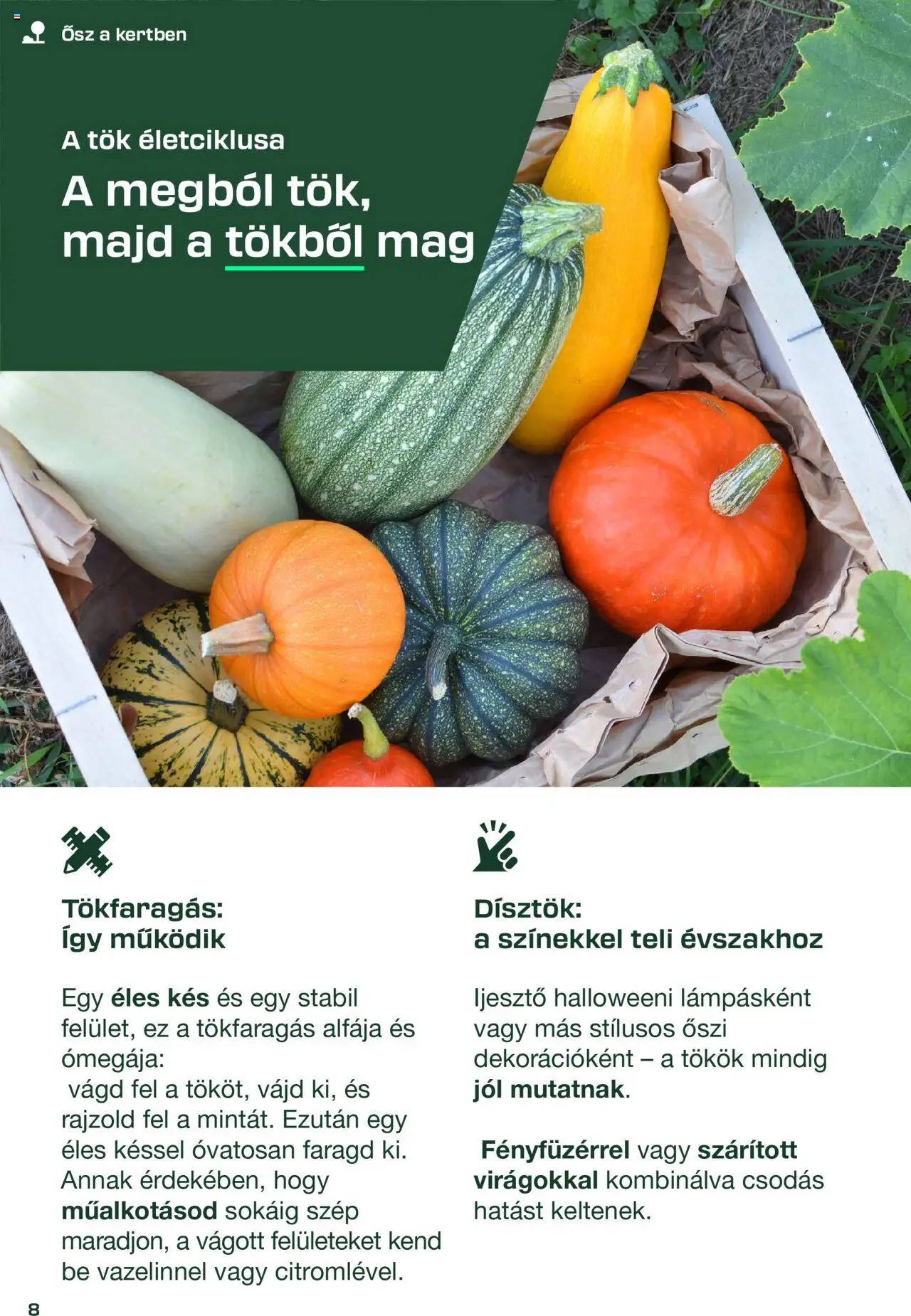 Lidl akciós ujság - amely érvényes a következő dátumtól: 2025.08.26. | Oldal: 8 | Termékek: Tök, Kés