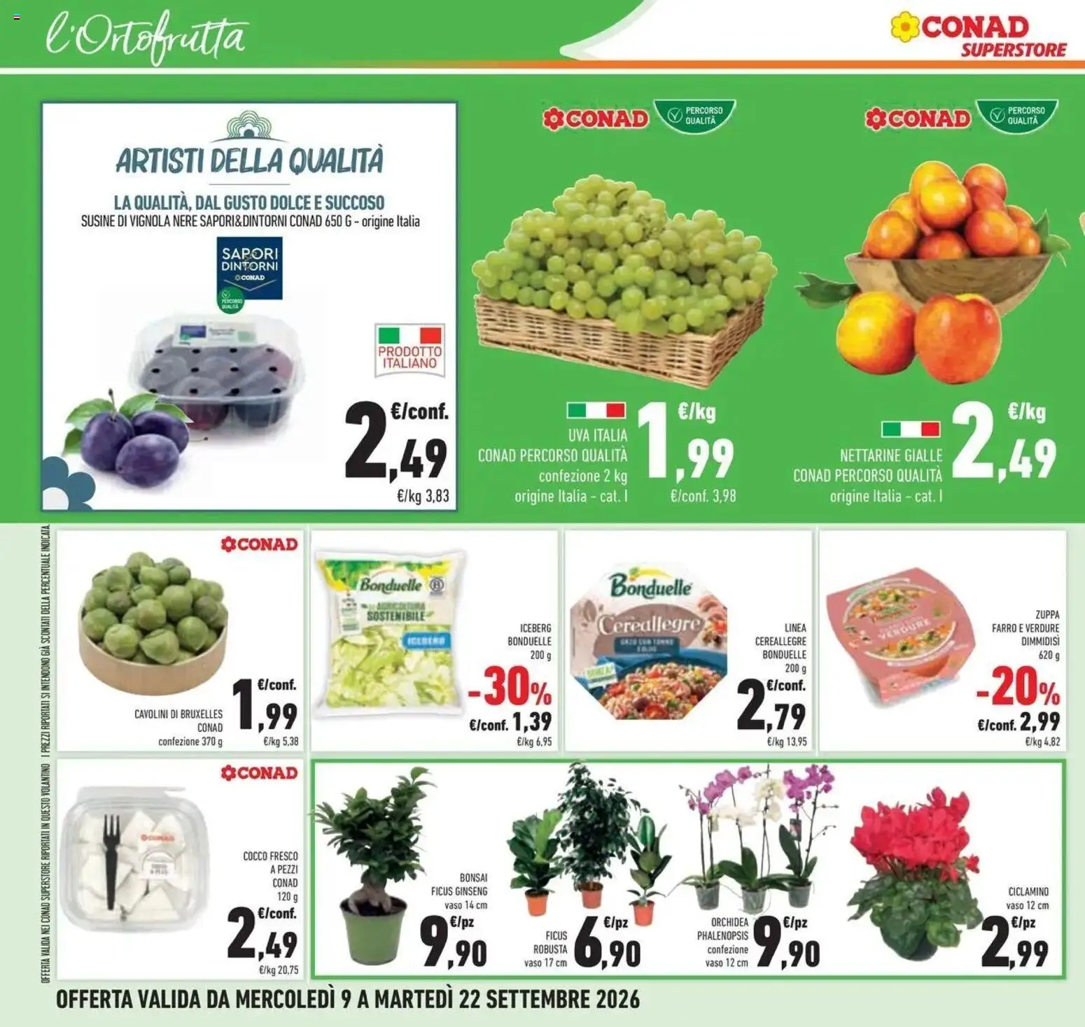 Volantino Conad dal 09/09/2026 > Anteprima | Pagina: 28 | Prodotti: Verdure, Susine, Orchidea, Cavolini di bruxelles