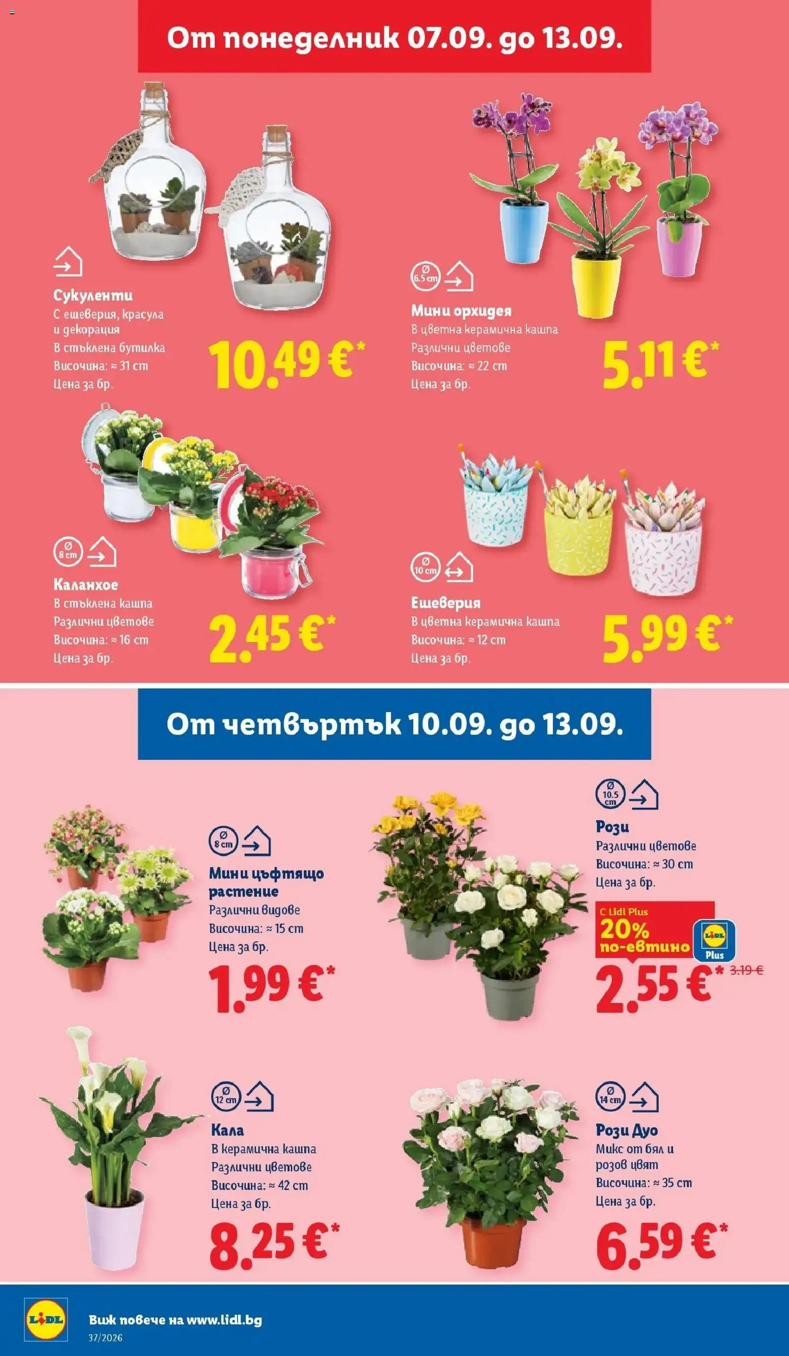 Лидл брошура Седмични предложения от 07.09.2026 | Страница: 52 | Продукти: Кашпа, Орхидея, Декорация
