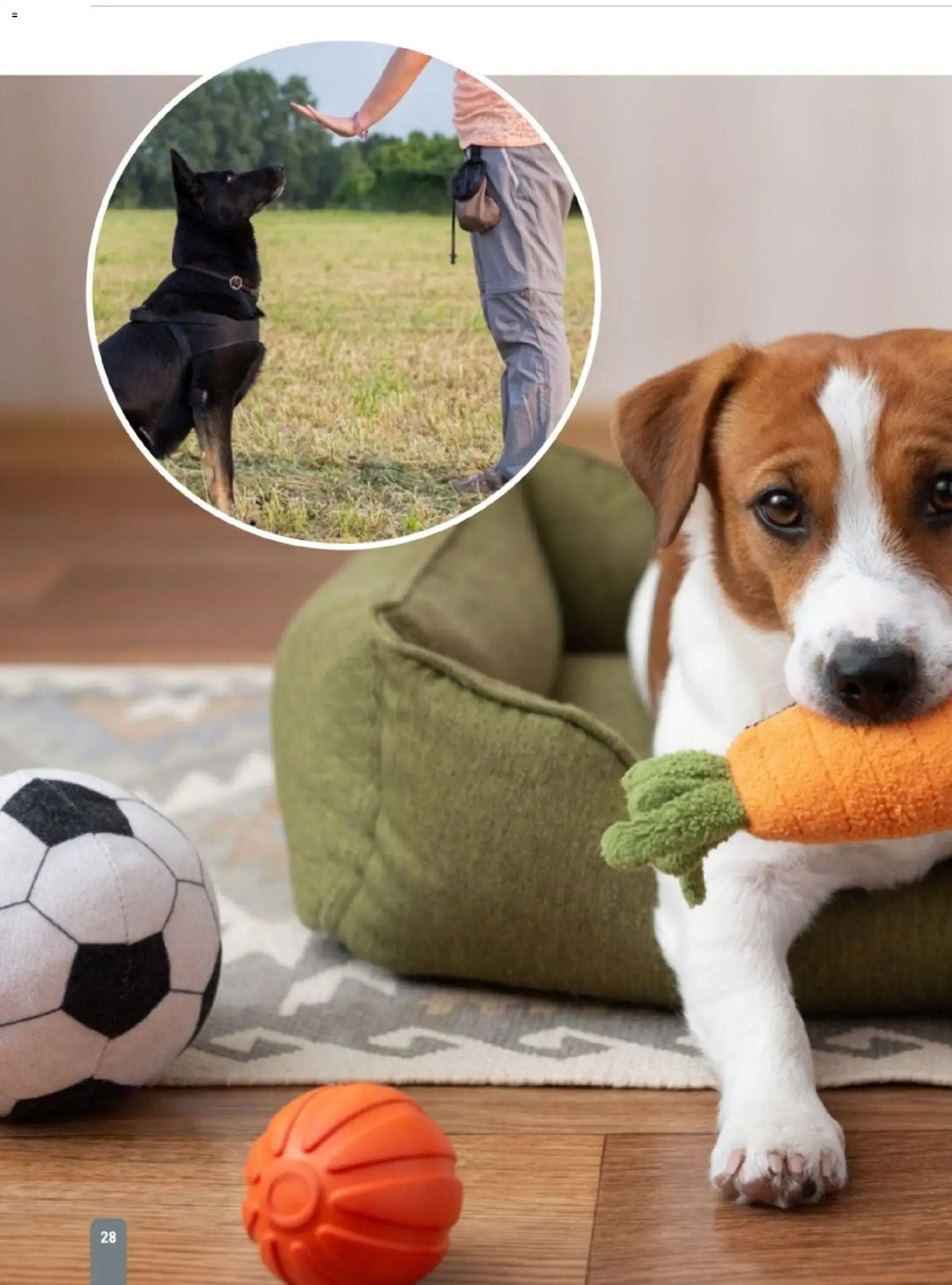 zookauf Themenkatalog Hund – gültig ab 18.05.2026 | Seite: 28