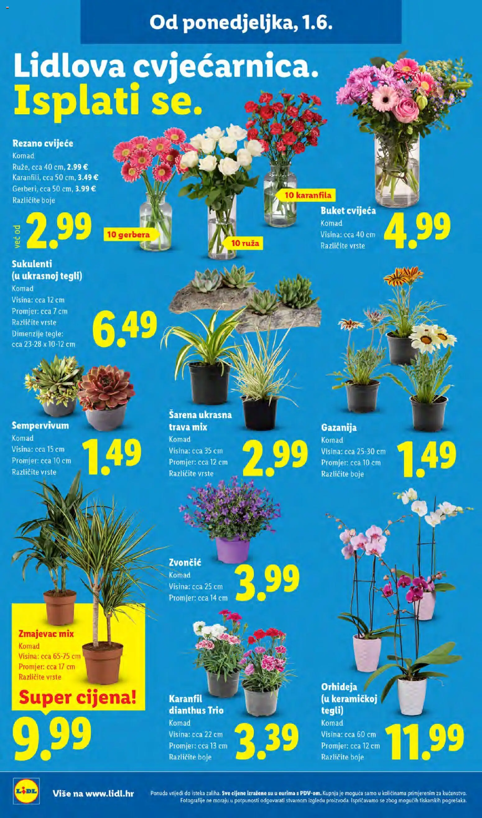 Lidl katalog | vrijedi od 01.06.2026 | Stranica: 46 | Proizvodi: Cvijeće, Orhideja