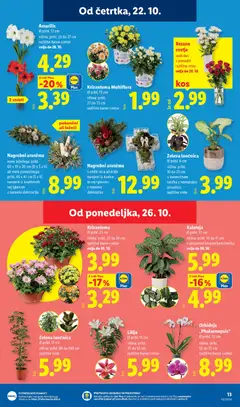 Lidl katalog akcije – veljaven od 22.10.2026 | Stran: 25 | Izdelki: Cvetje, Zelena