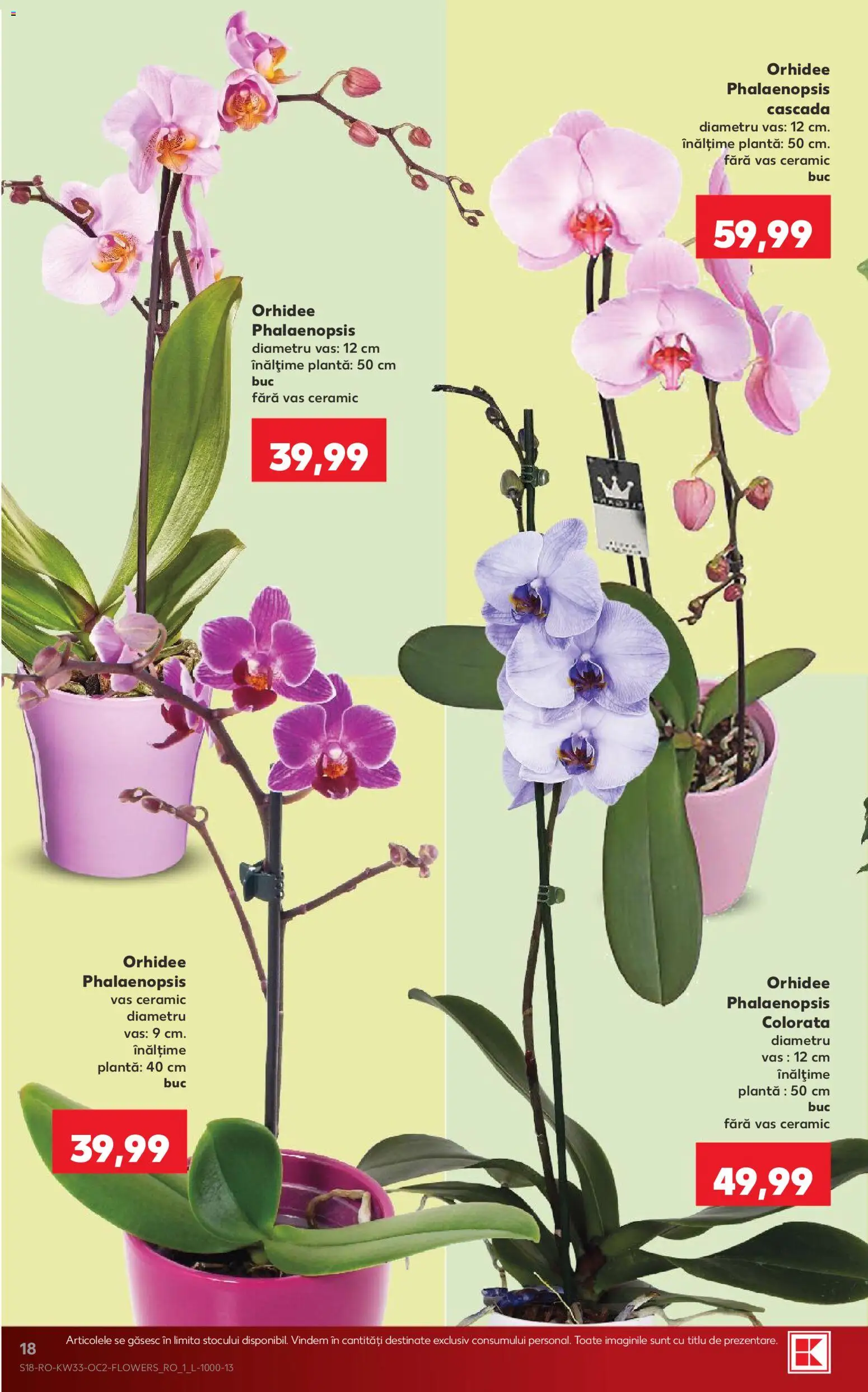 Noul catalog Kaufland – valabil de la 12.08.2026 | Pagină: 18 | Produse: Orhidee