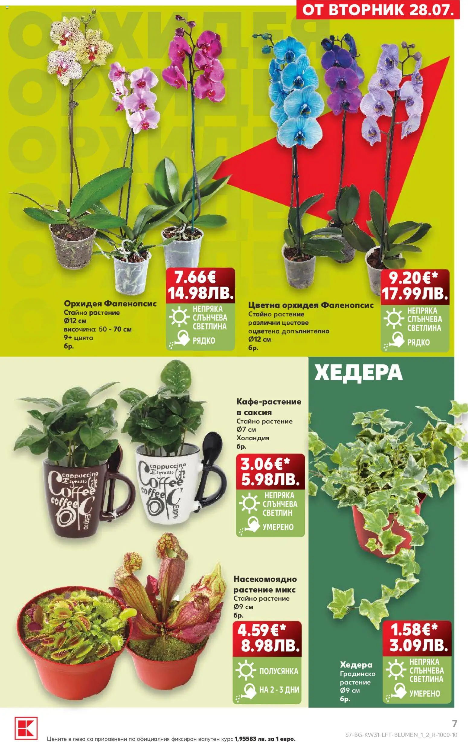 {H1} | Страница: 7 | Продукти: Орхидея, Саксия