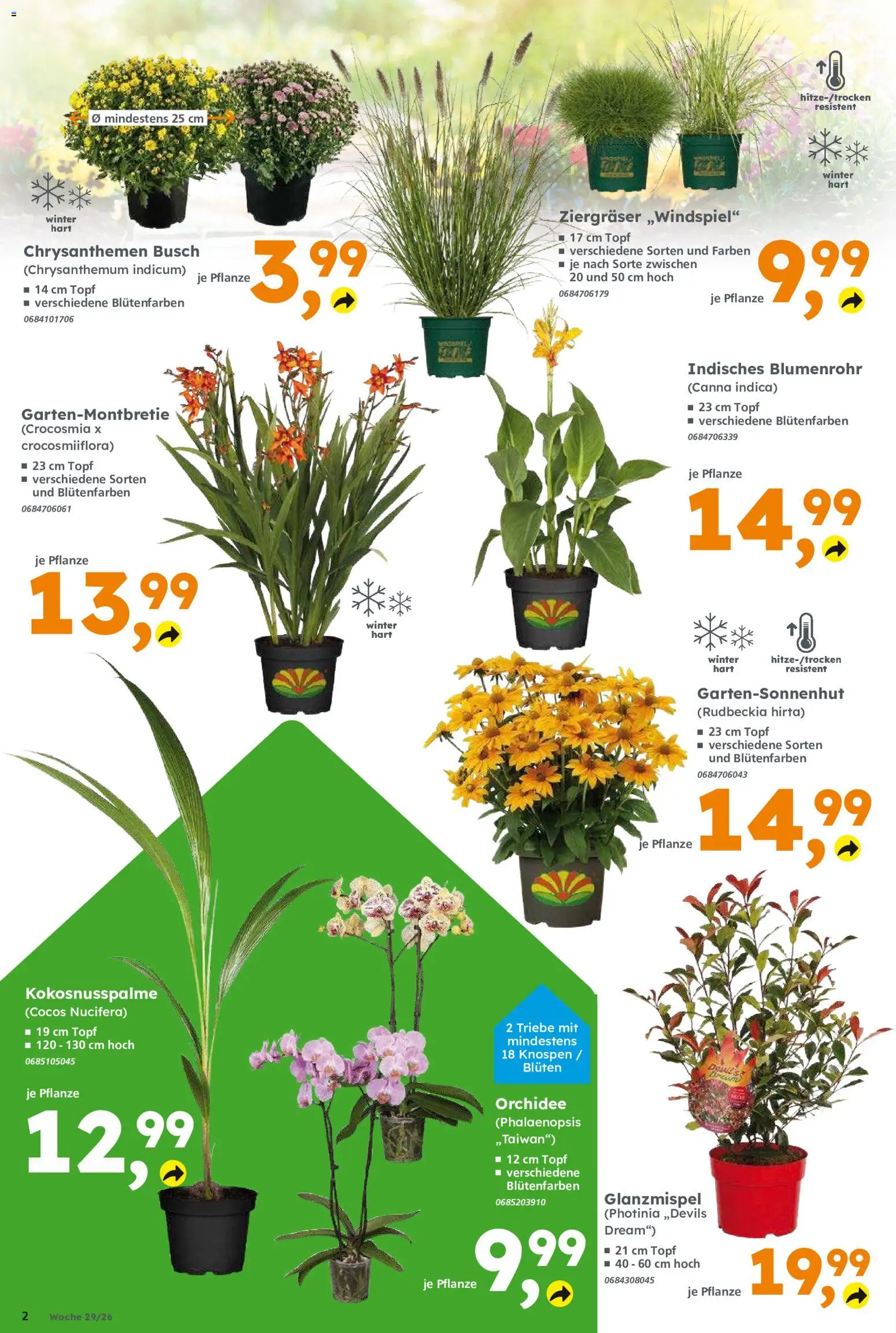 Globus Baumarkt - Prospekt für Weinstadt-Endersbach – gültig ab 12.07.2026 | Seite: 2 | Produkte: Orchidee