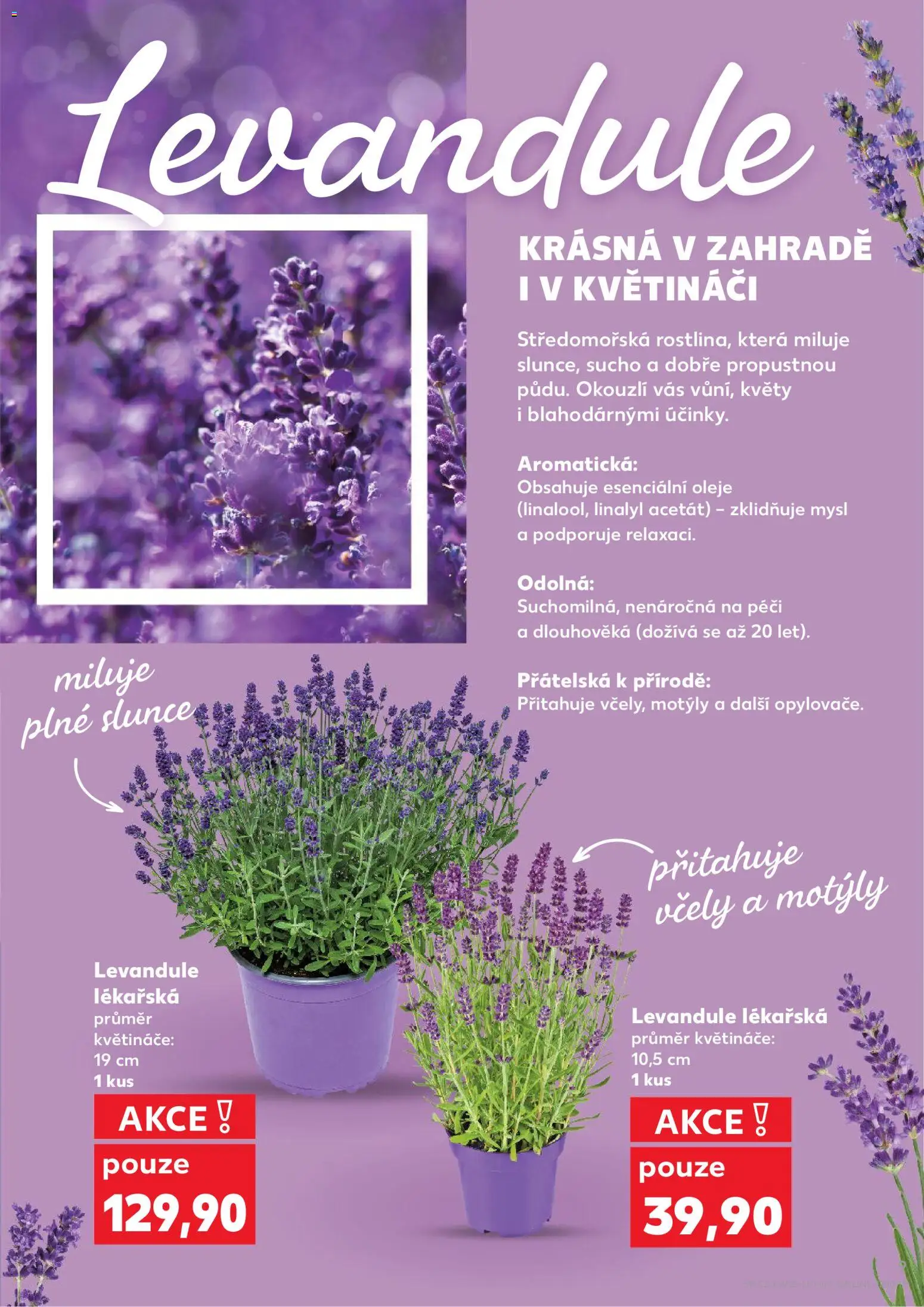 Kaufland leták - Brno od 03.06.2026 | Strana: 9 | Produkty: Oleje, Květináče