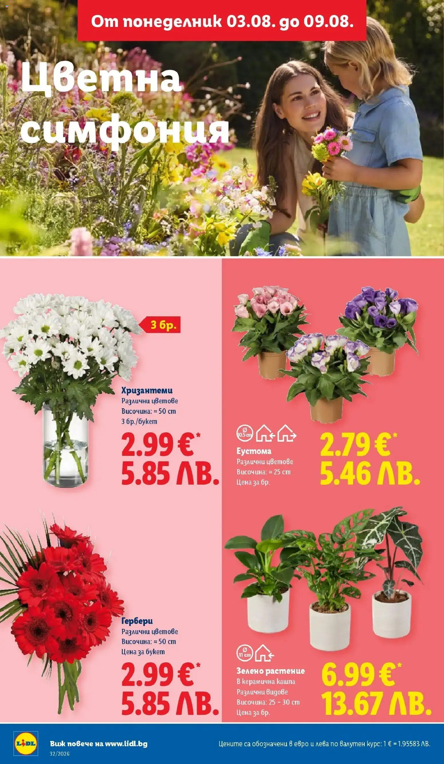 {H1} | Страница: 52 | Продукти: Гербери