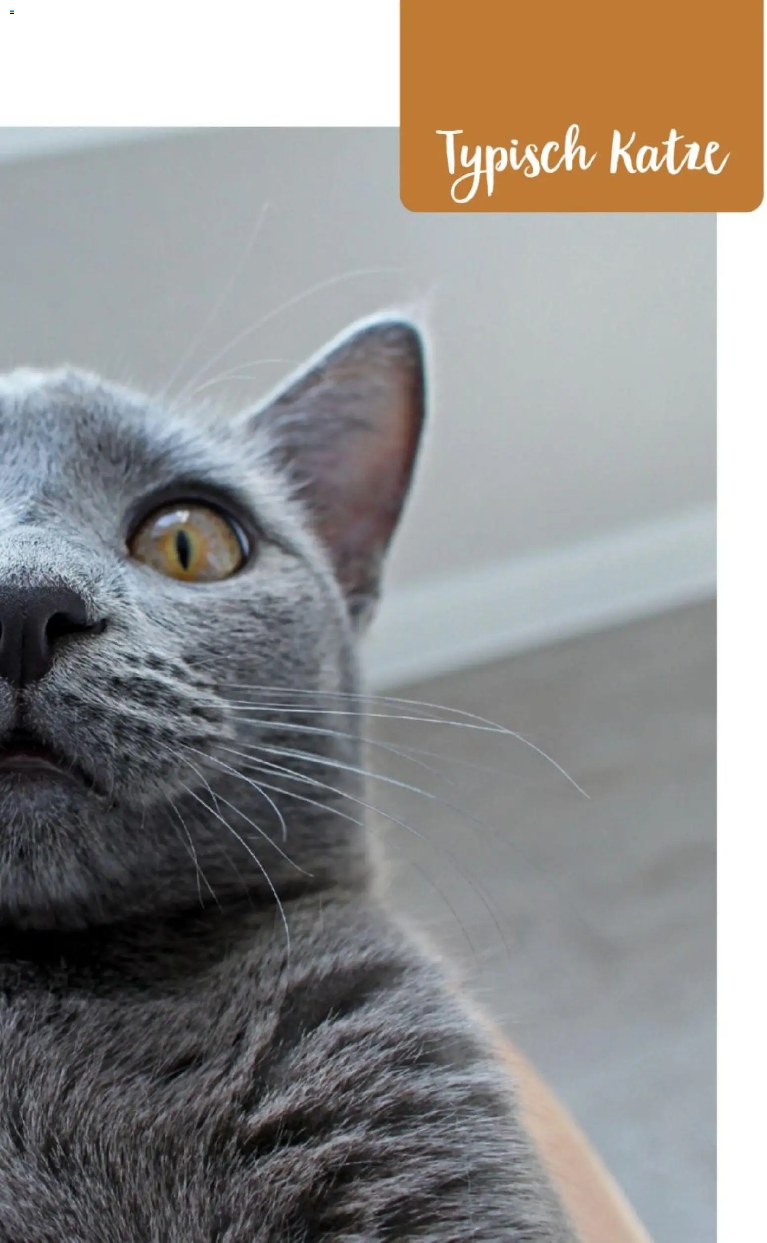 zookauf Themenkatalog Katze – gültig ab 01.10.2026 | Seite: 37
