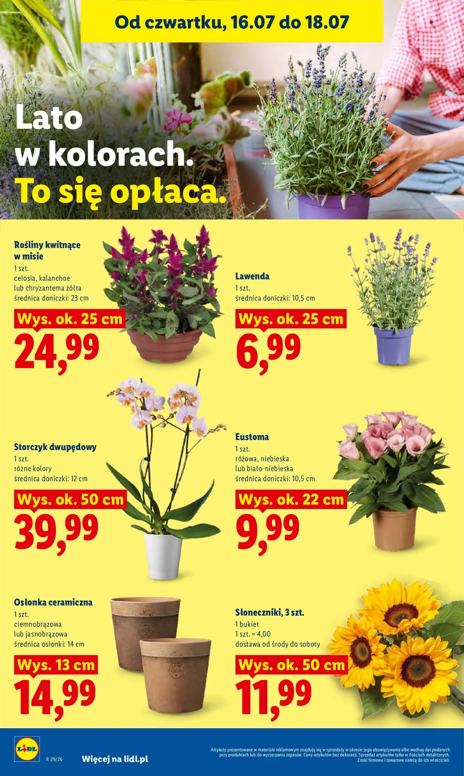 Lidl Polsko leták od 16.07.2026 | Strana: 94 | Produkty: Kalanchoe, Storczyk