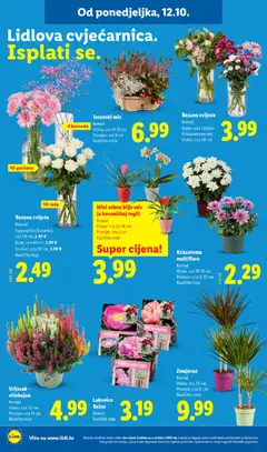 Lidl Katalog - Pregled kataloga iz trgovine Lidl, vrijedi od 12.10.2026 | Stranica: 36 | Proizvodi: Cvijeće, Bilje, Buket, Ruza