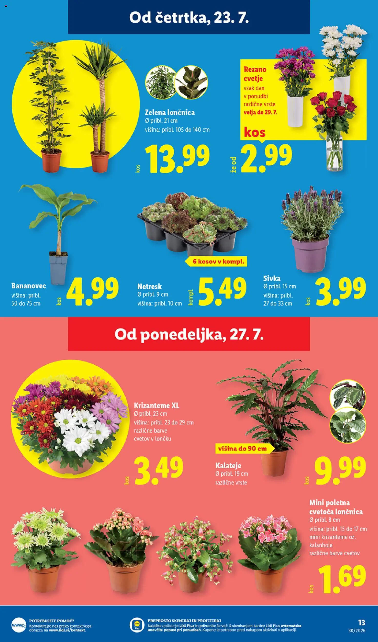 Novi Lidl katalog ponudbe – veljaven od 23.07.2026 | Stran: 31 | Izdelki: Cvetje, Zelena