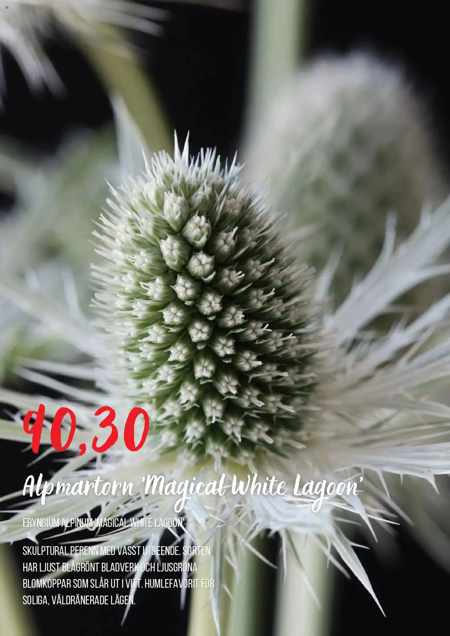 Blomsterlandet reklamblad aktuell från 01/09/2026 | Sida: 8