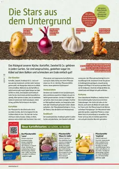 Bauhaus Reiche Ernte ab 25.05.2026 gültig | Seite: 32 | Produkte: Kartoffeln, Zwiebeln, Gemüse, Knoblauch