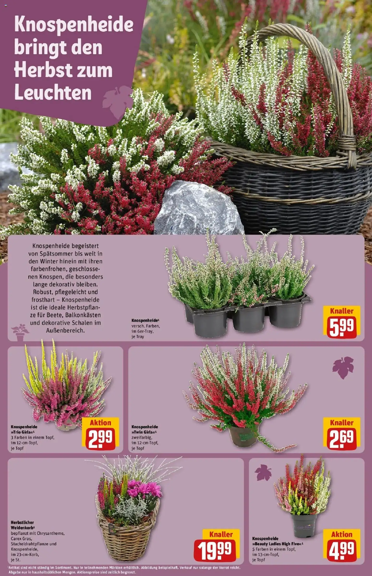 REWE Prospekt ab 28.09.2026 zum Blättern » Angebote | Seite: 16