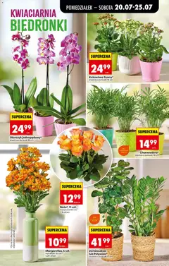 Pogląd oferty "Storczyk jednopędowy*, średnica doniczki 12 cm" - ważna od 20.07.2026 | Strona: 85 | Produkty: Zamioculcas, Doniczki, Kalanchoe, Storczyk