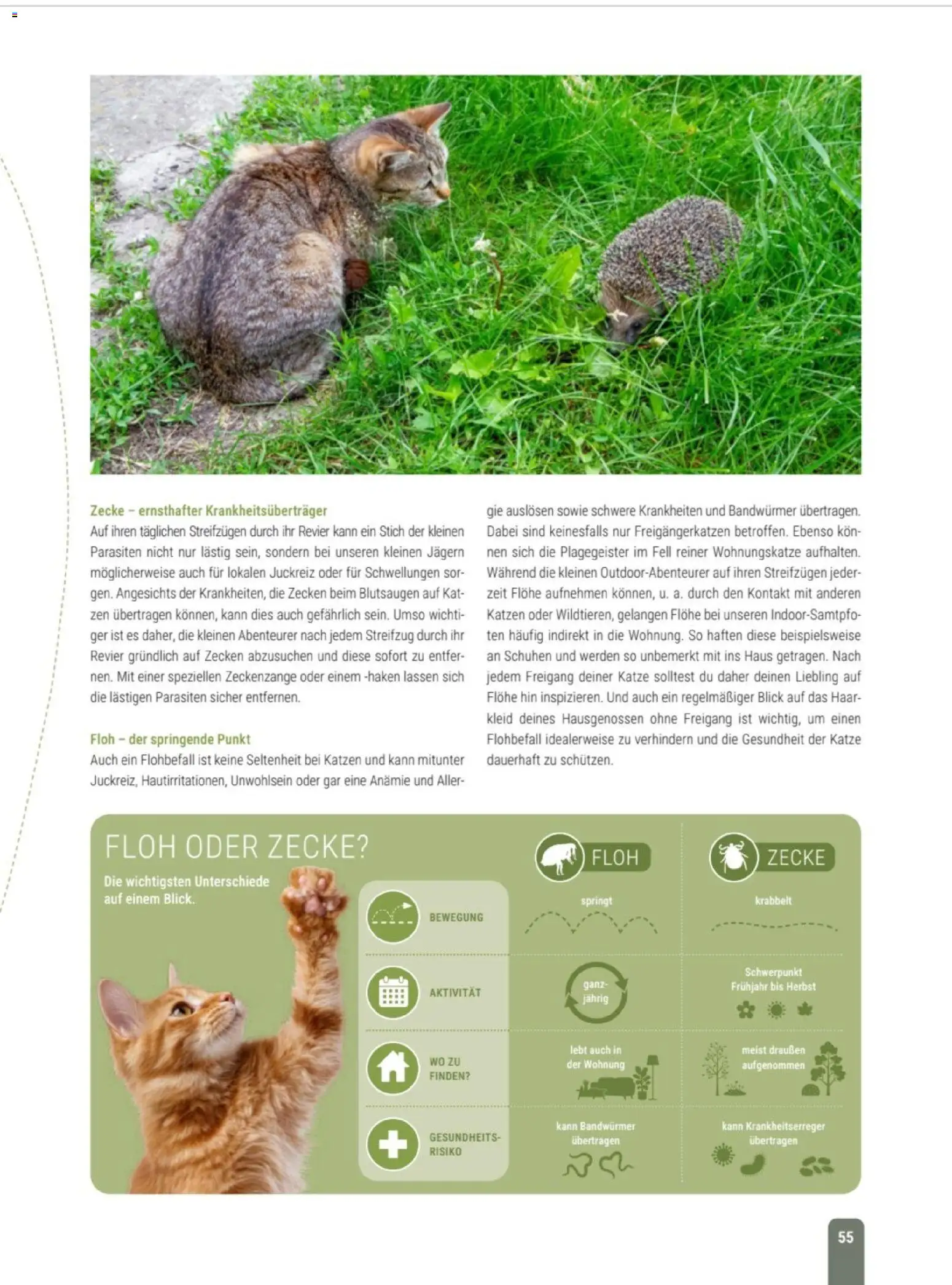 zookauf Themenkatalog Katze – gültig ab 01.10.2026 | Seite: 55 | Produkte: Kleid