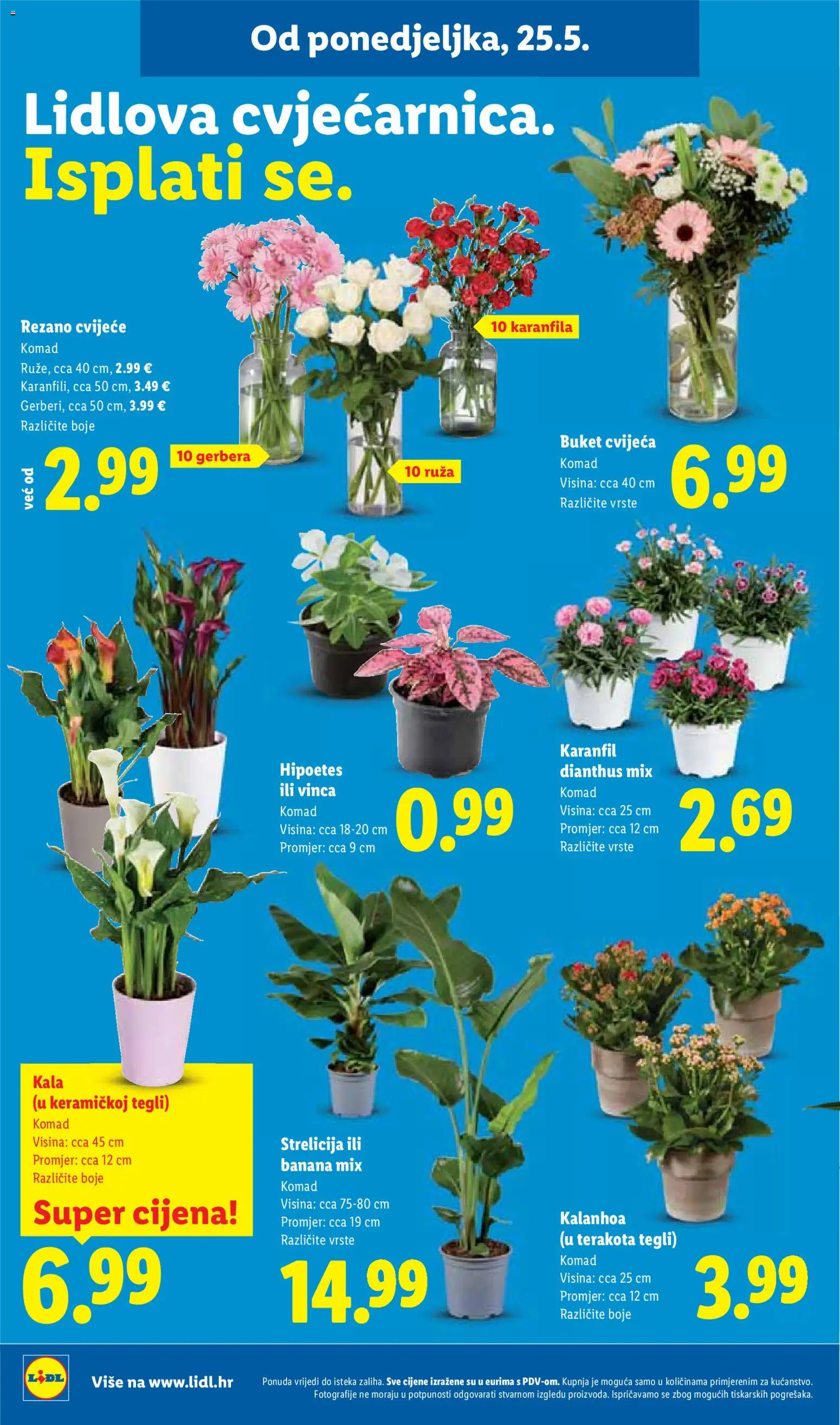 Lidl katalog | vrijedi od 25.05.2026 | Stranica: 40 | Proizvodi: Cvijeće