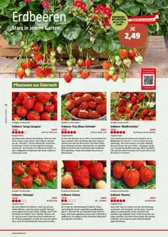 Bauhaus Reiche Ernte ab 25.05.2026 gültig | Seite: 56 | Produkte: Erdbeeren, Obst