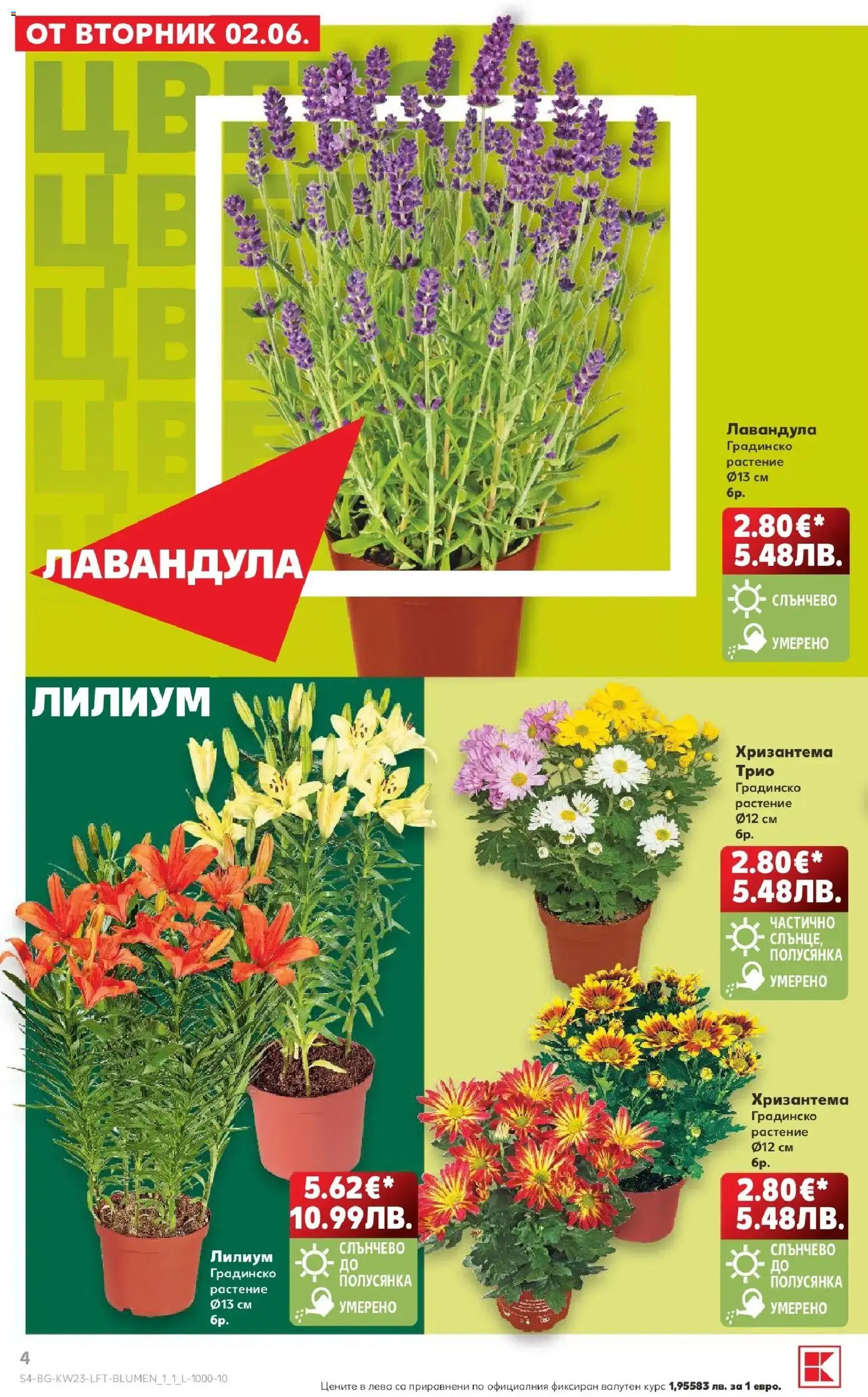 {H1} | Страница: 4 | Продукти: Хризантема