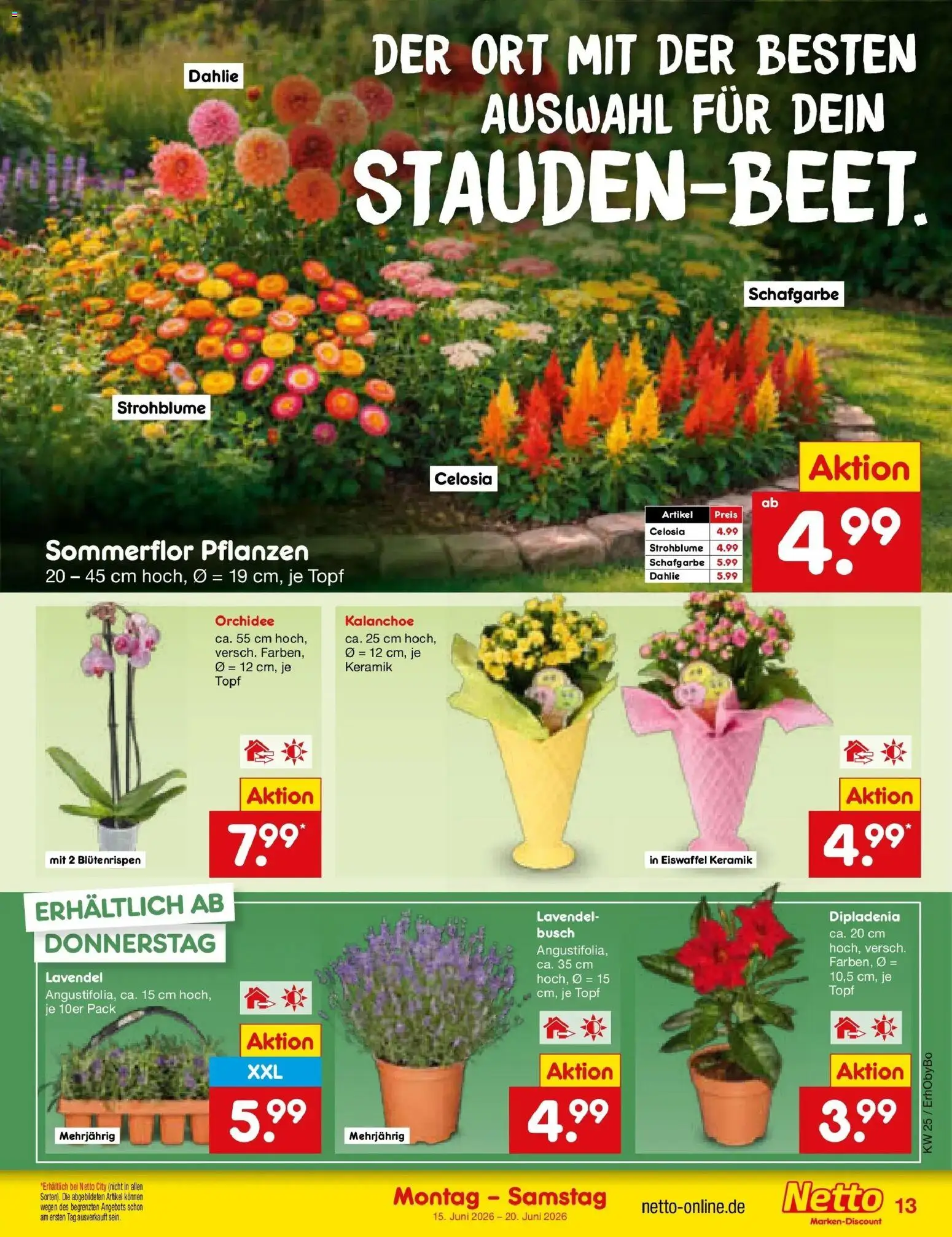 Netto Marken-Discount Prospekt Velden – gültig ab 15.06.2026 | Seite: 17 | Produkte: Orchidee, Lavendel