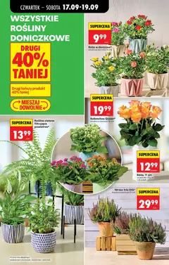 Pogląd oferty "Biedronka gazetka od czwartku" - ważna od 17.09.2026 | Strona: 34 | Produkty: Wrzos, Rosliny, Doniczki, Róża w doniczce