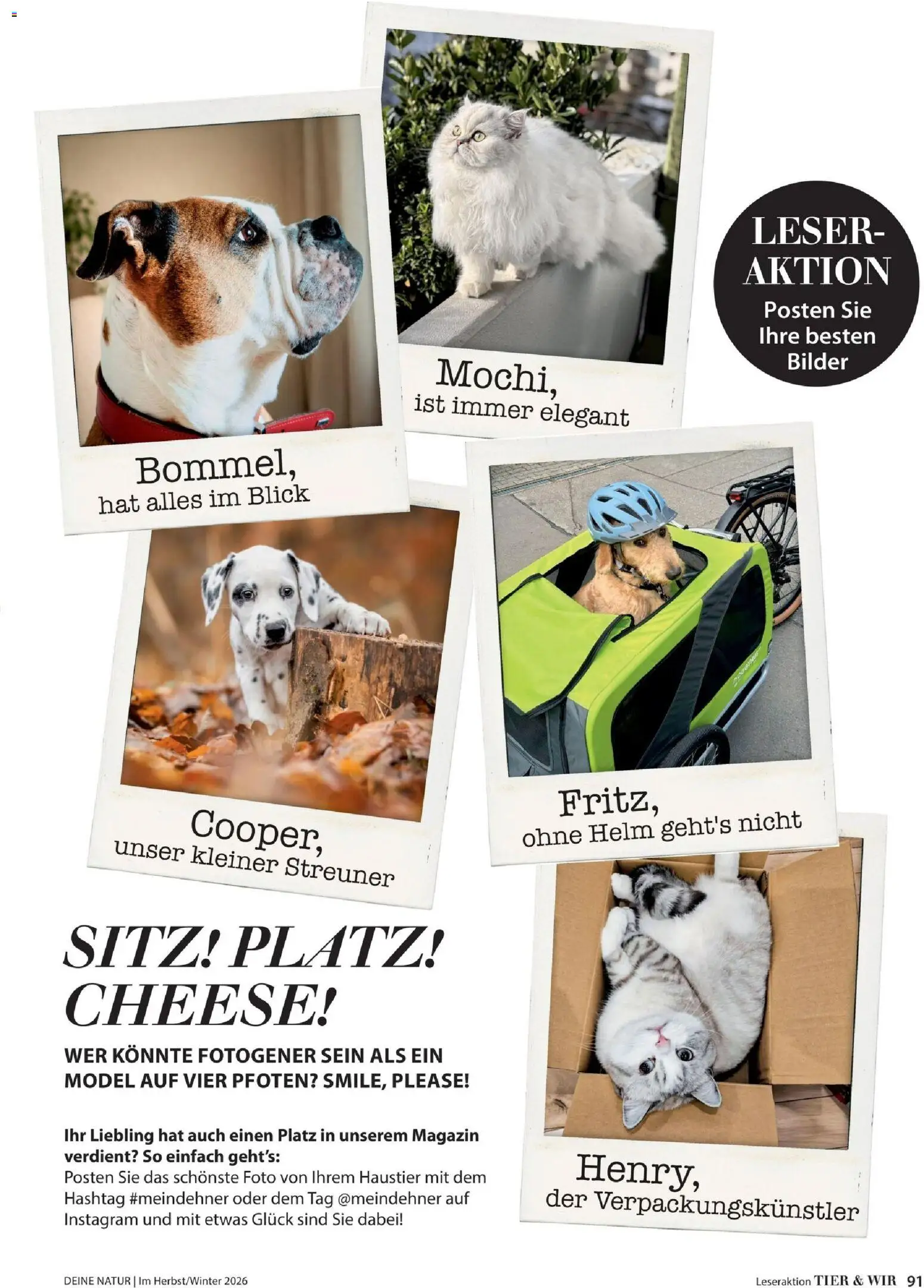 Dehner Magazine HERBST/WINTER 2026 gültig ab 09.10.2026 | Seite: 91 | Produkte: Magazin