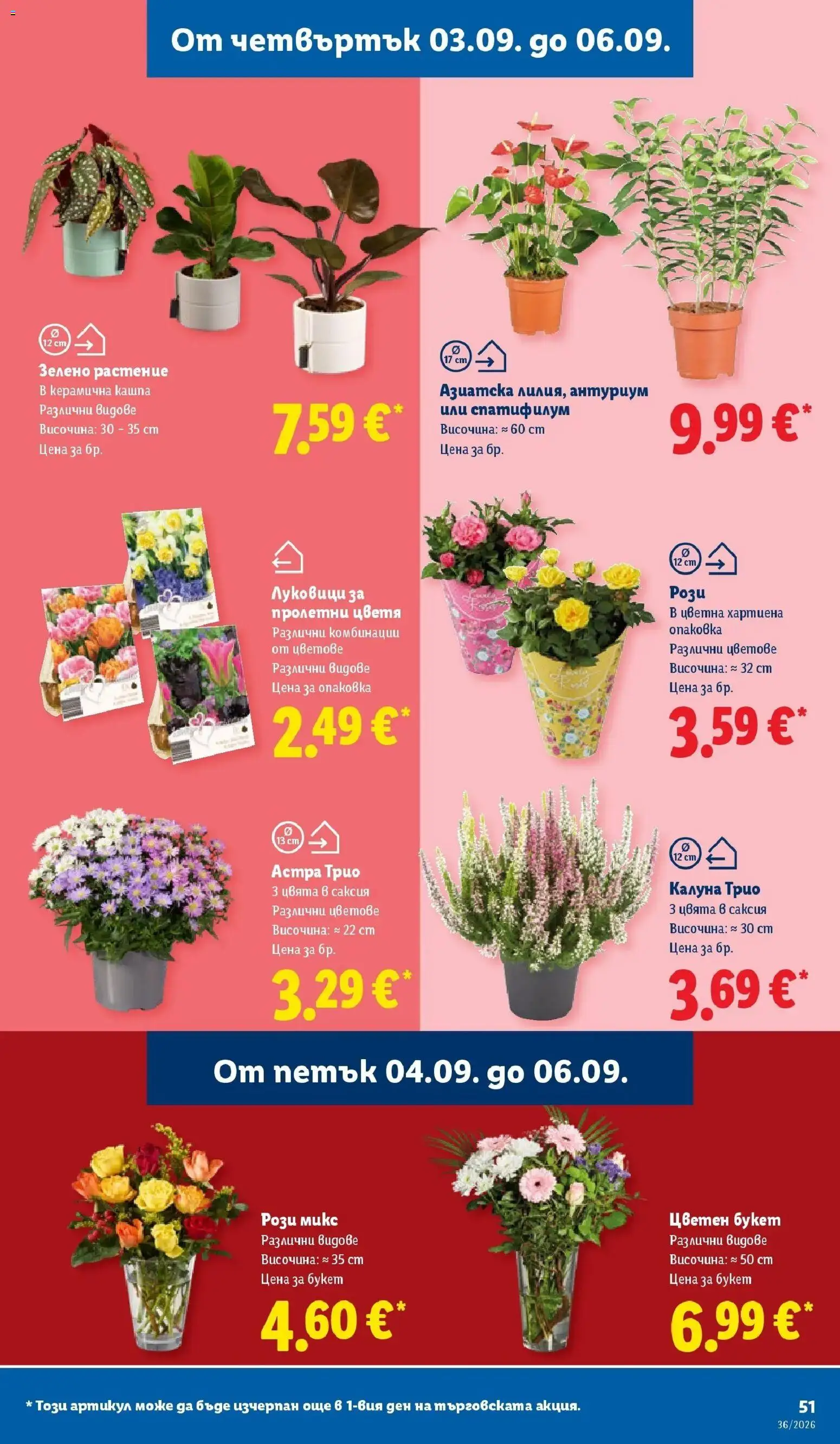 Лидл брошура Седмични предложения от 31.08.2026 | Страница: 51 | Продукти: Саксия, Цветя