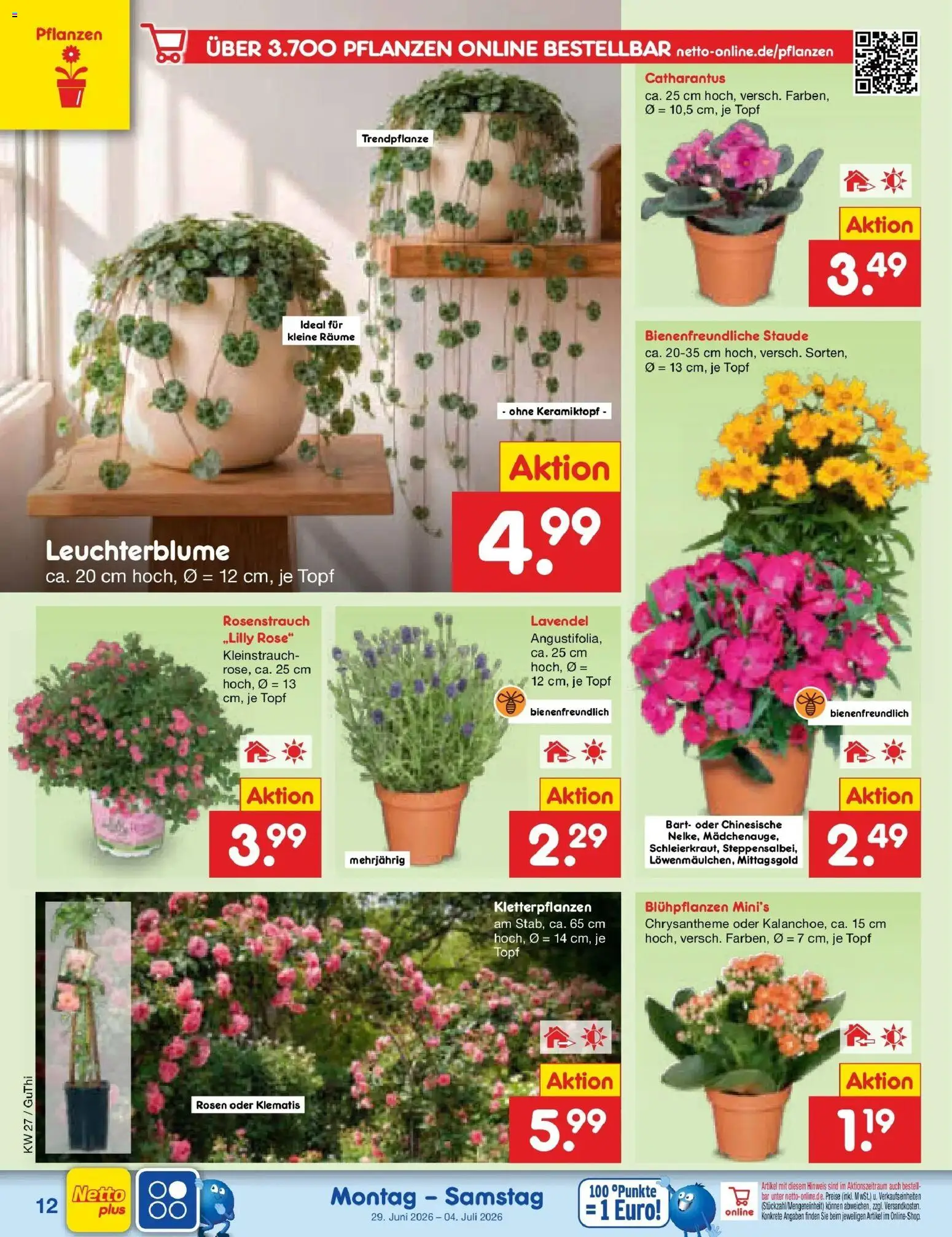 Netto Marken-Discount Prospekt Thiendorf – gültig ab 29.06.2026 | Seite: 16 | Produkte: Lavendel
