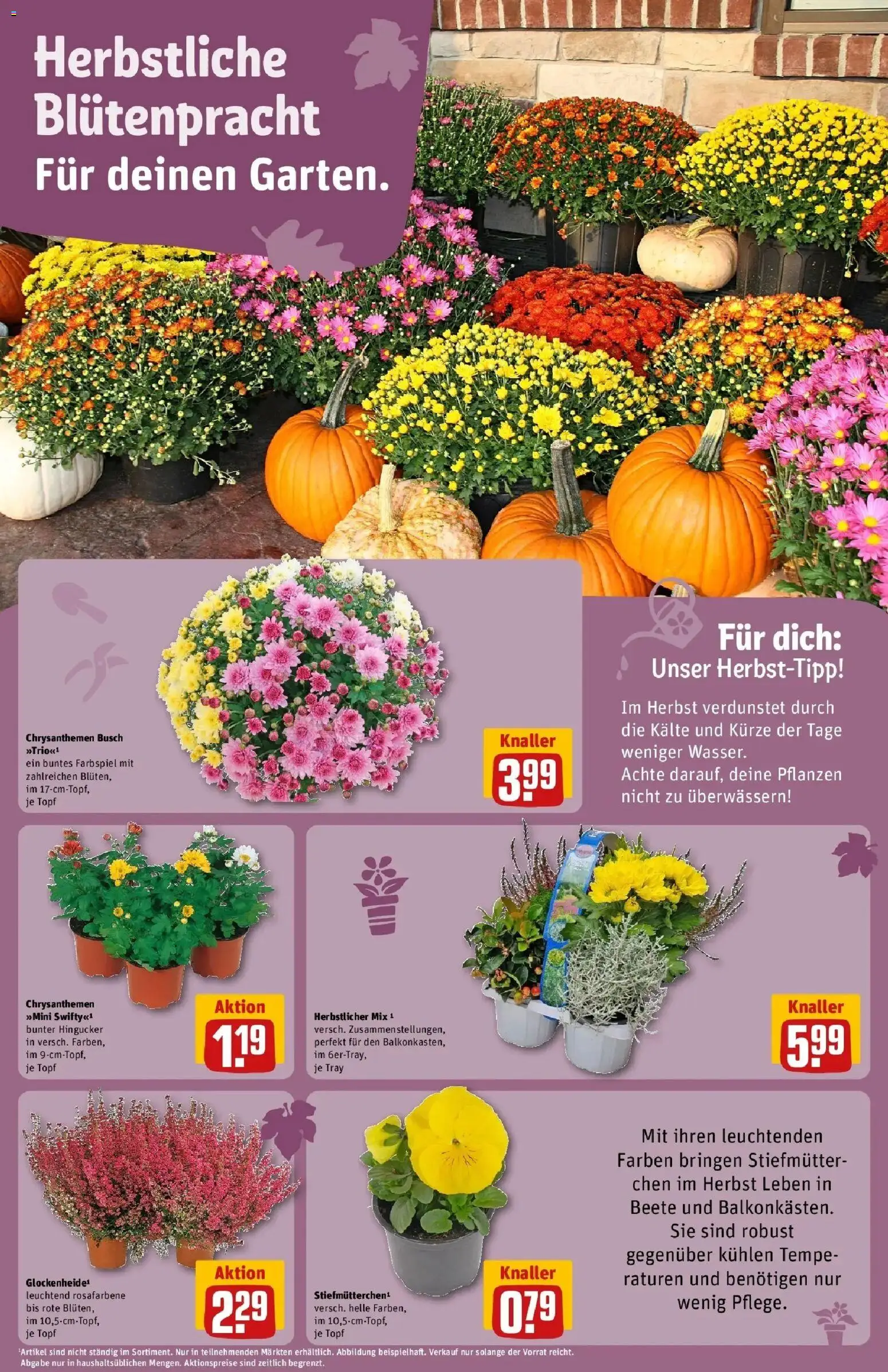 REWE Prospekt ab 28.09.2026 zum Blättern » Angebote | Seite: 14