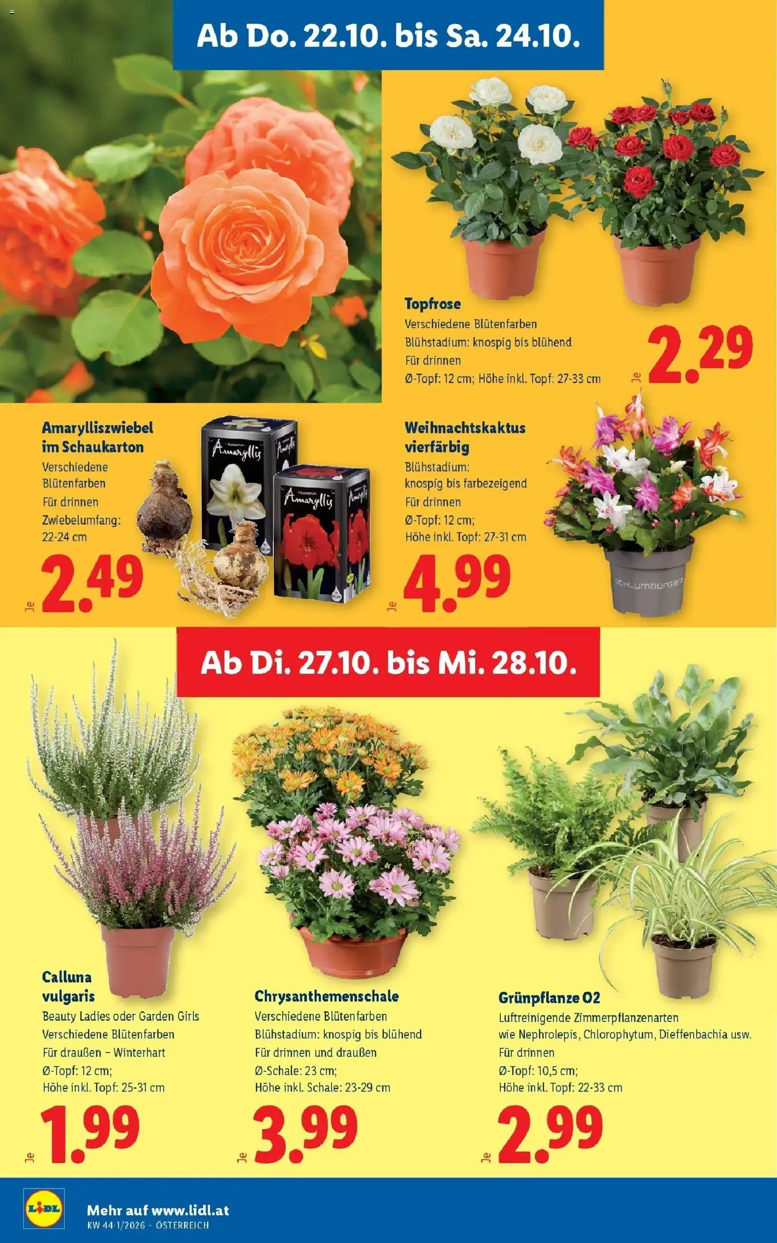 Lidl Flugblatt - Jenbach ab 18.10.2026 - Angebote ab donnerstag | Seite: 32