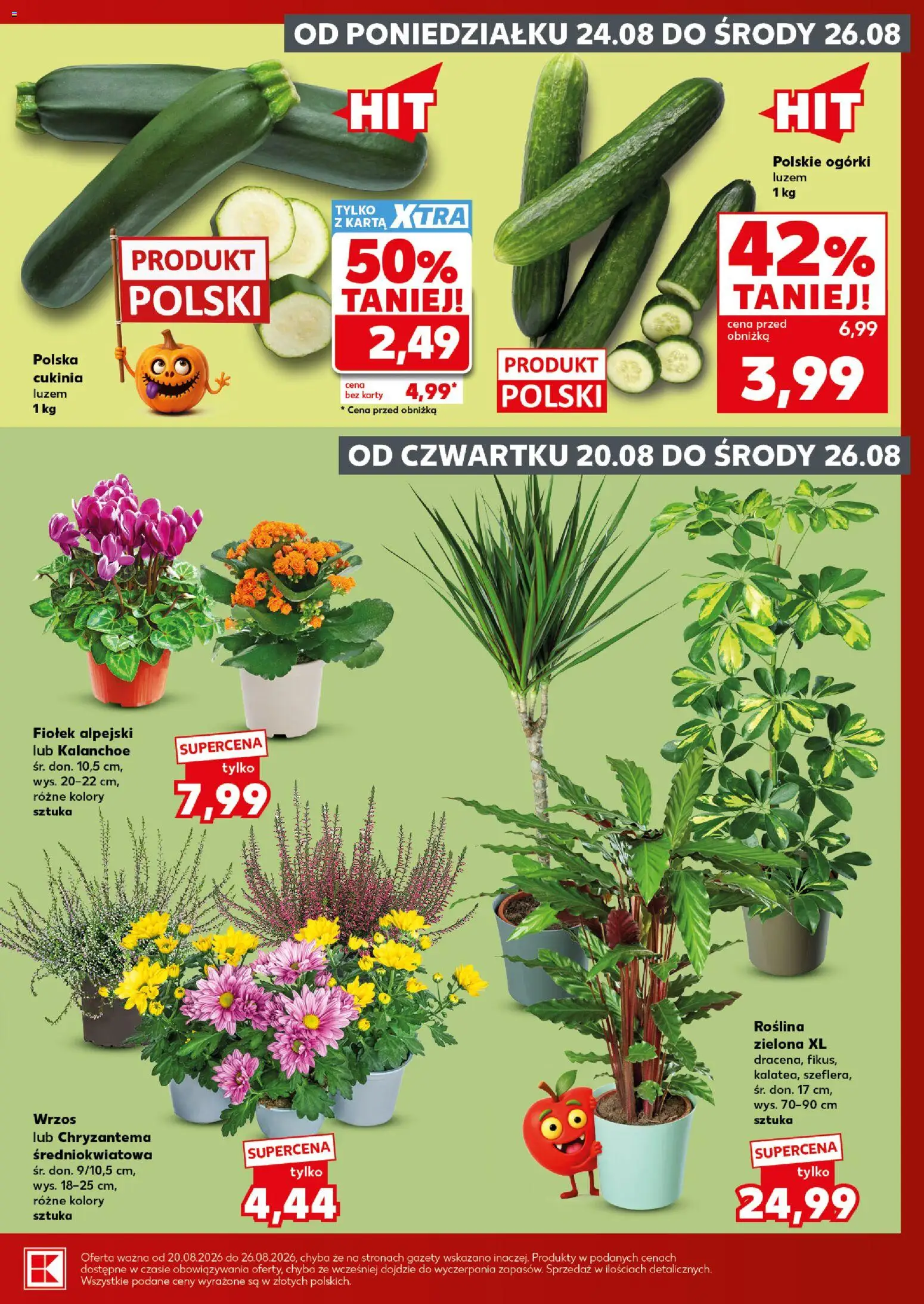 Kaufland Polsko leták - Mocny start od 24.08.2026 | Strana: 3 | Produkty: Kalanchoe, Karty