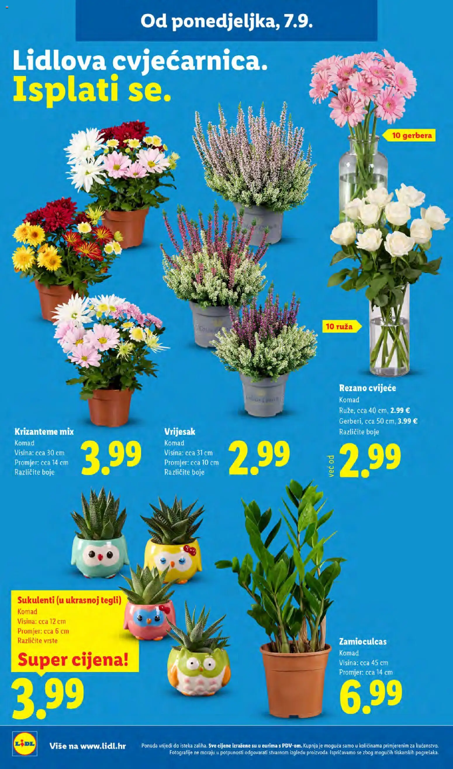Lidl katalog | vrijedi od 07.09.2026 | Stranica: 60 | Proizvodi: Cvijeće, Gerbera, Vrijesak, Ruza