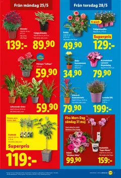 Lidl erbjudanden - Förhandsvisning av reklamblad från butik Lidl aktuell från 25.05.2026 | Sida: 20 | Produkter: Lavendel, Pelargon, Fruktträd, Äpple