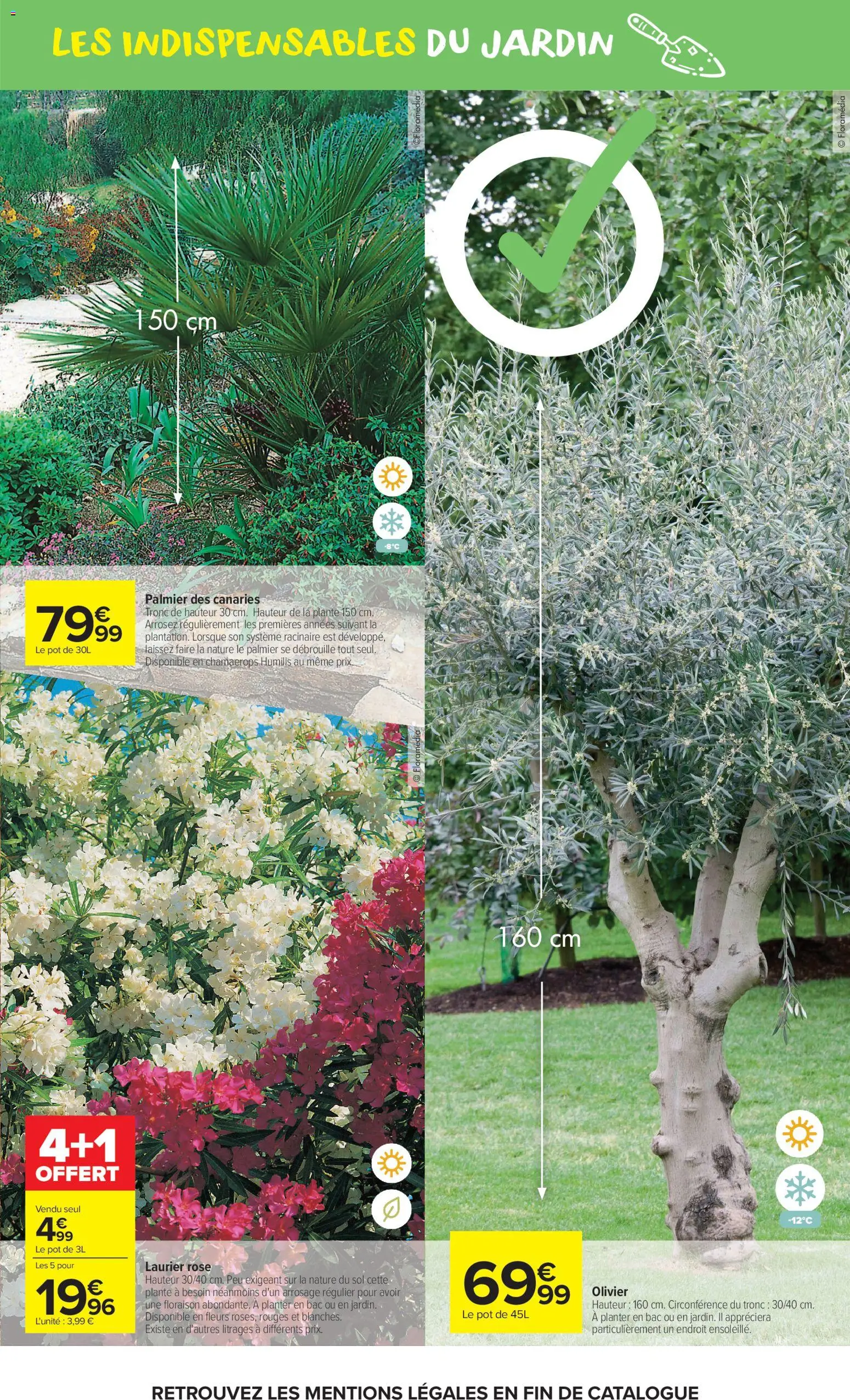 {H1} | Page: 5 | Produits: Laurier Rose, Olivier, Palmier