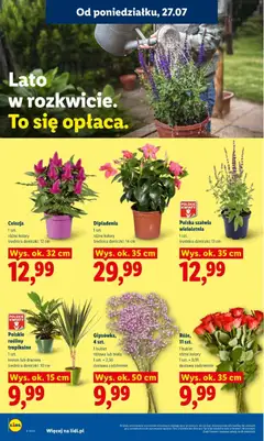 Pogląd oferty "Lidl gazetka" - ważna od 27.07.2026 | Strona: 92 | Produkty: Rosliny, Doniczki, Kwiaty