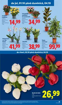 Ofertele Lidl valabile de la 28.09.2026 | Pagină: 45 | Produse: Trandafir, Coș, Ghiveci