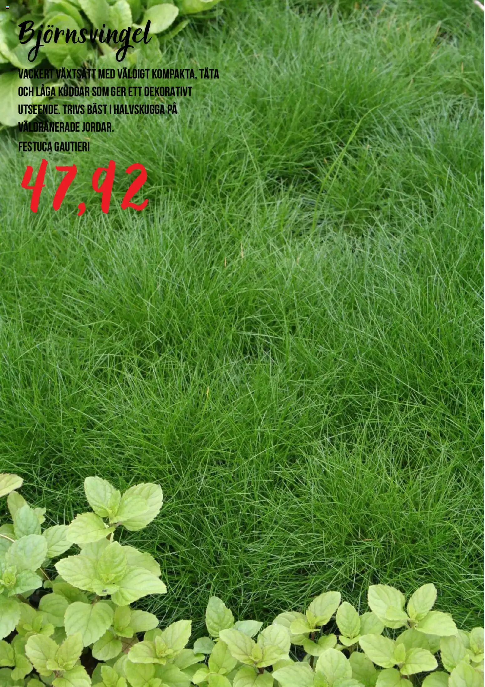 Blomsterlandet reklamblad aktuell från 15/07/2026 | Sida: 7
