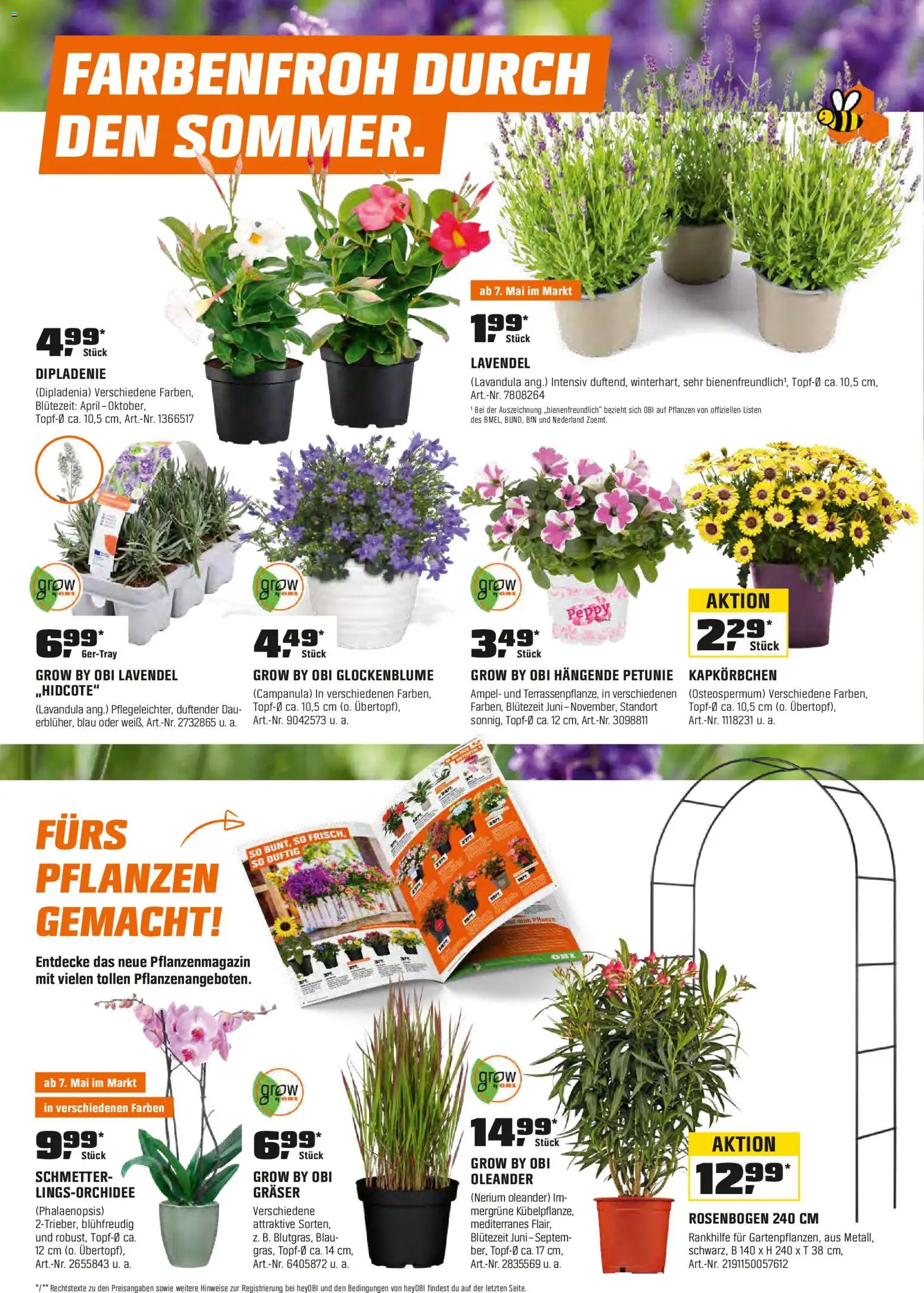 Obi Prospekt 	 – gültig ab 01.05.2026 | Seite: 2 | Produkte: Lavendel