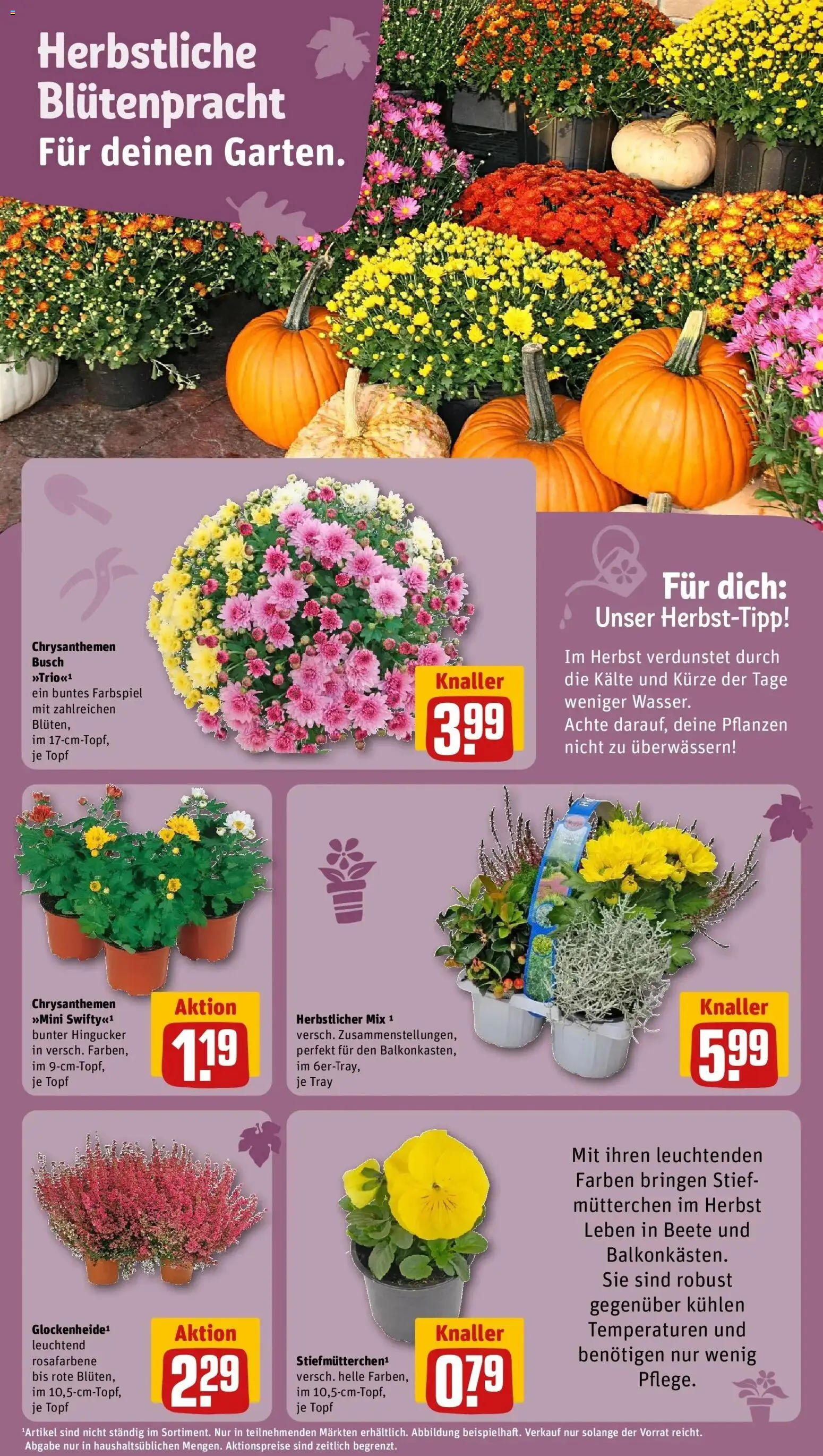 REWE Prospekt ab 28.09.2026 zum Blättern » Angebote | Seite: 14