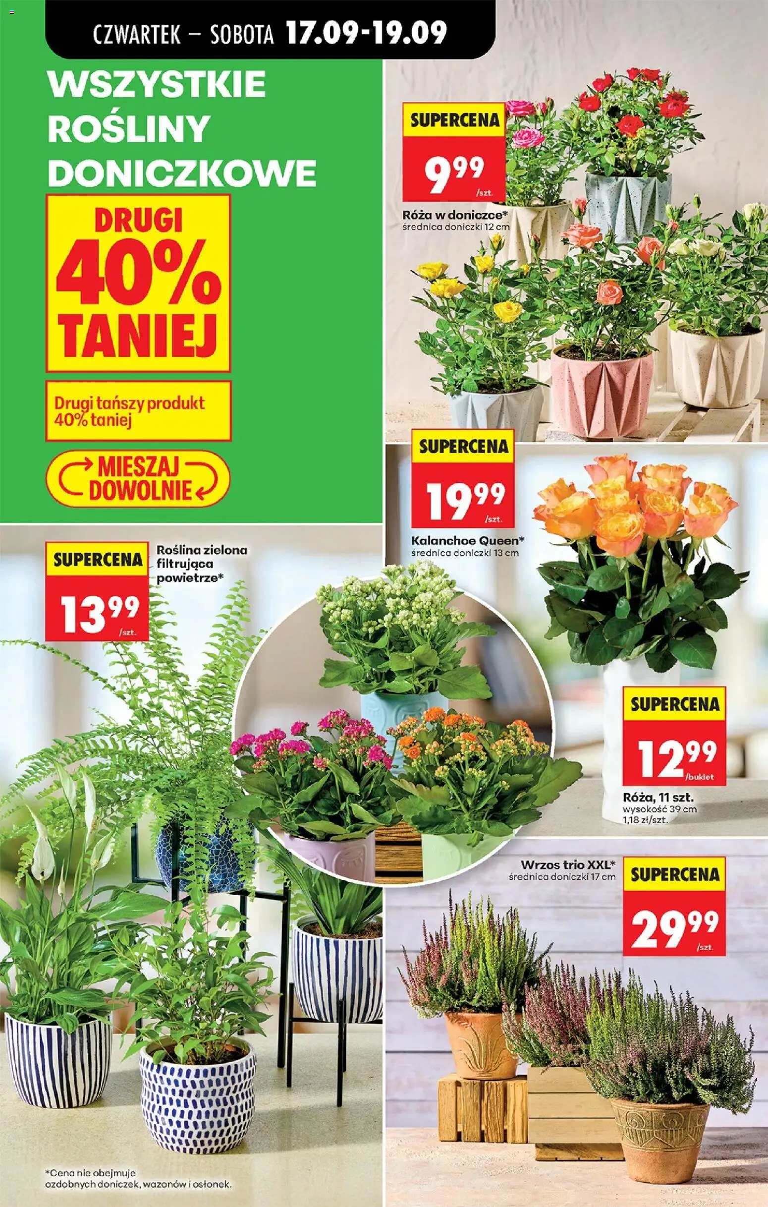 Biedronka Polsko leták - Codziennie niskie ceny od 17.09.2026 | Strana: 36 | Produkty: Kalanchoe