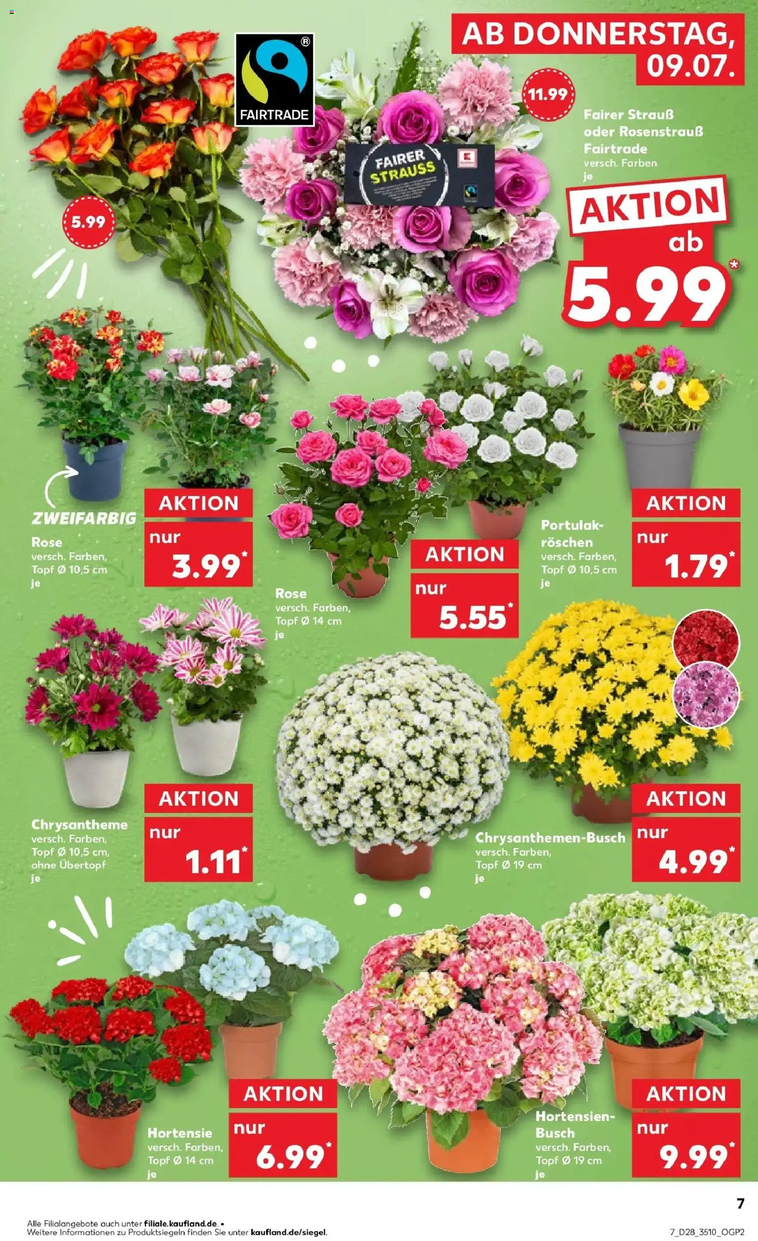 Kaufland Prospekt Meiningen – gültig ab 09.07.2026 | Seite: 7 | Produkte: Hortensie