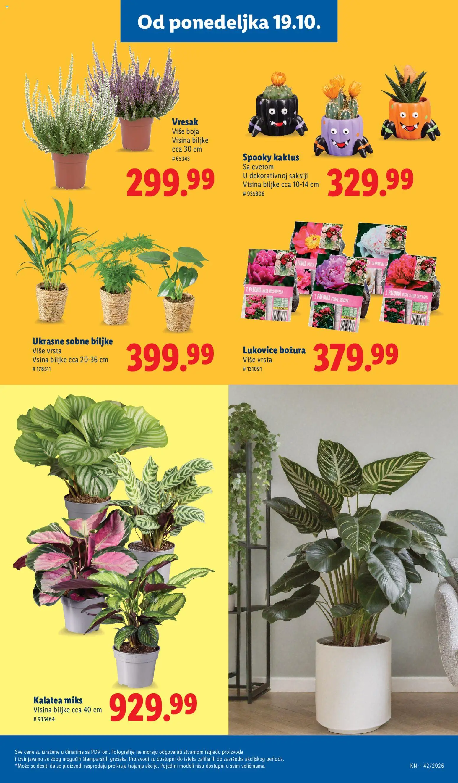 Lidl katalog - važi od 15.10.2026 | Strana: 69 | Proizvode: Sobne biljke
