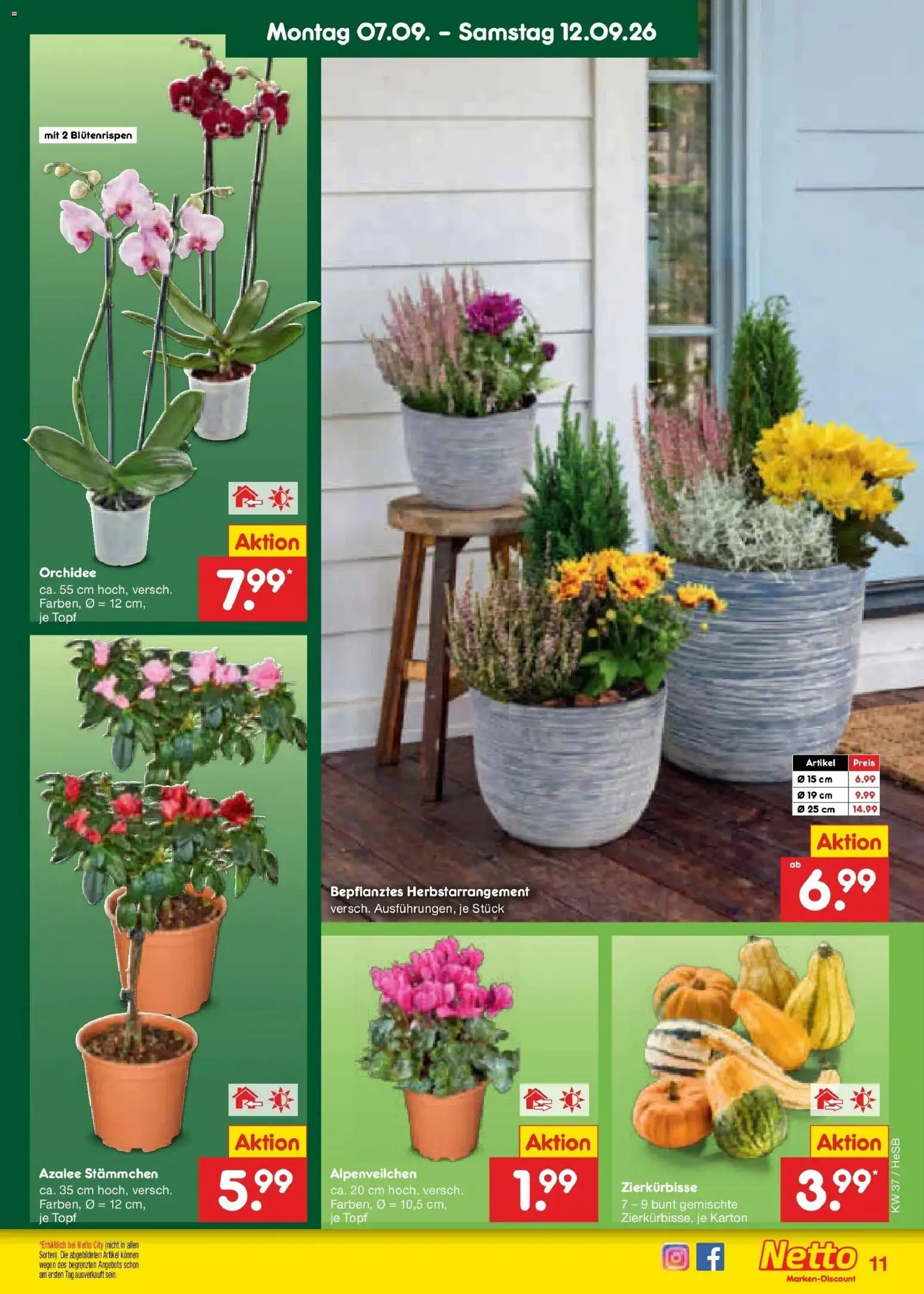Netto Marken-Discount Prospekt Hamburg – gültig ab 07.09.2026 | Seite: 17 | Produkte: Orchidee