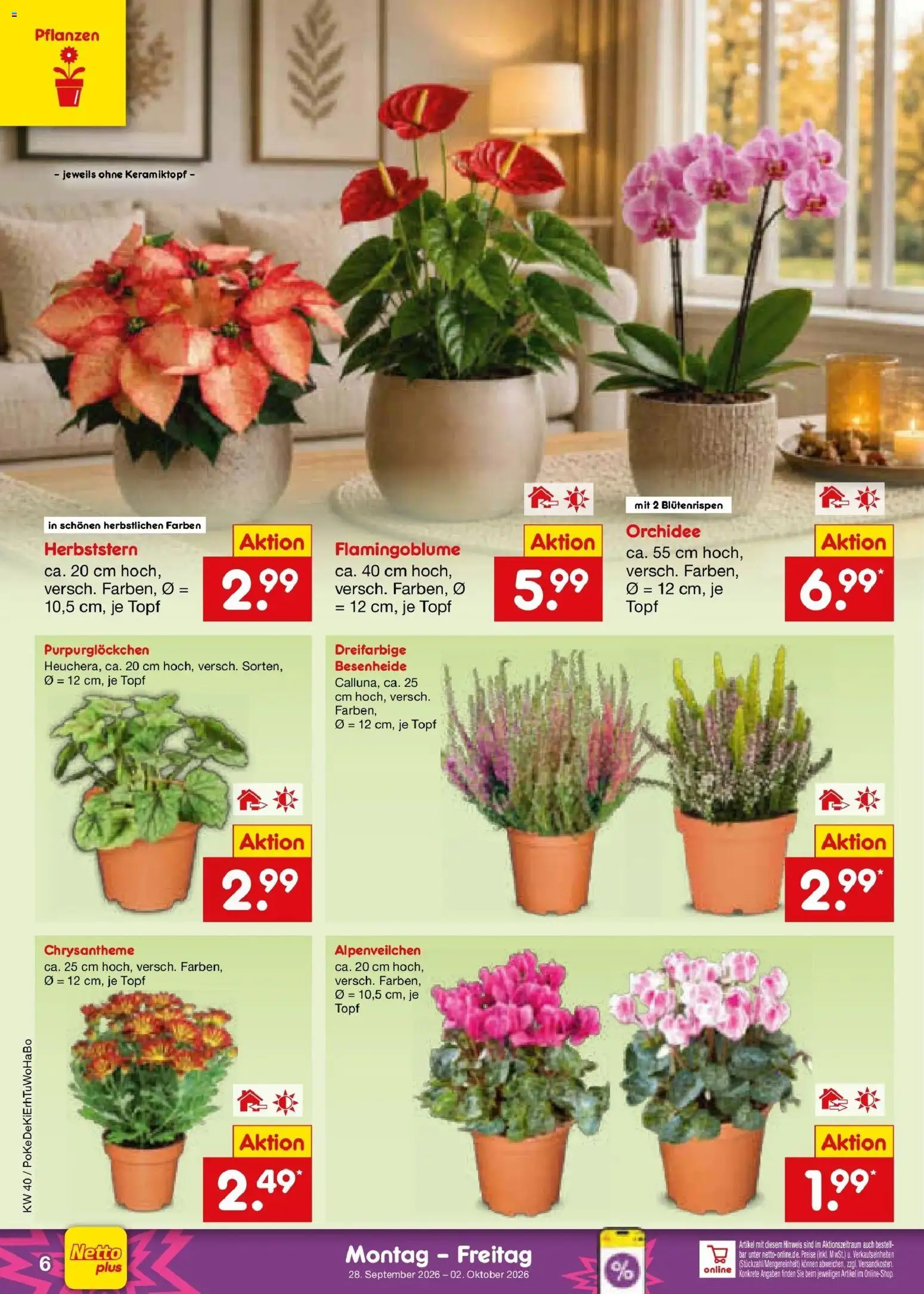 Netto Marken-Discount Prospekt Stuttgart – gültig ab 28.09.2026 | Seite: 6 | Produkte: Orchidee