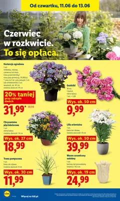 Pogląd oferty "Hortensja ogrodowa, 1 szt. niebieska, różowa, czerwona lub biała" - ważna od 11.06.2026 | Strona: 92 | Produkty: Goździki, Wazon, Doniczki, Trawa pampasowa