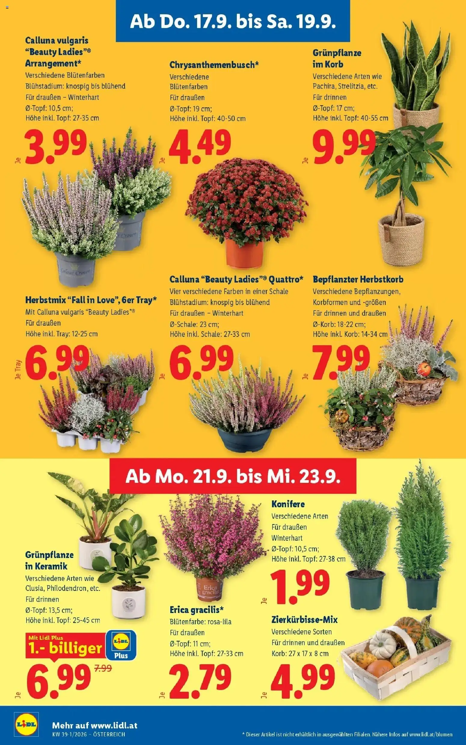 Lidl Flugblatt - Jenbach ab 13.09.2026 - Angebote ab donnerstag | Seite: 28 | Produkte: Korb