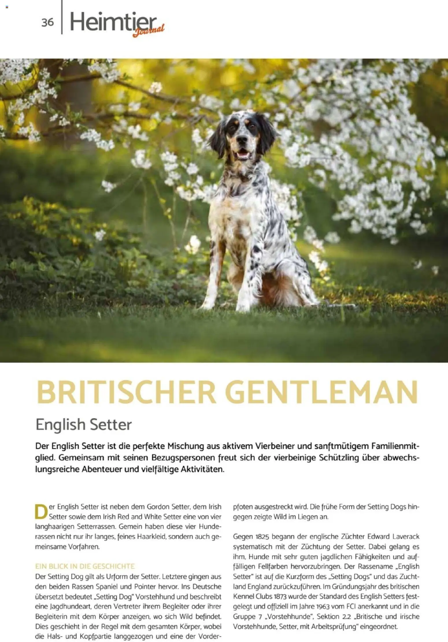 zookauf Heimtier Journal – gültig ab 01.07.2026 | Seite: 36