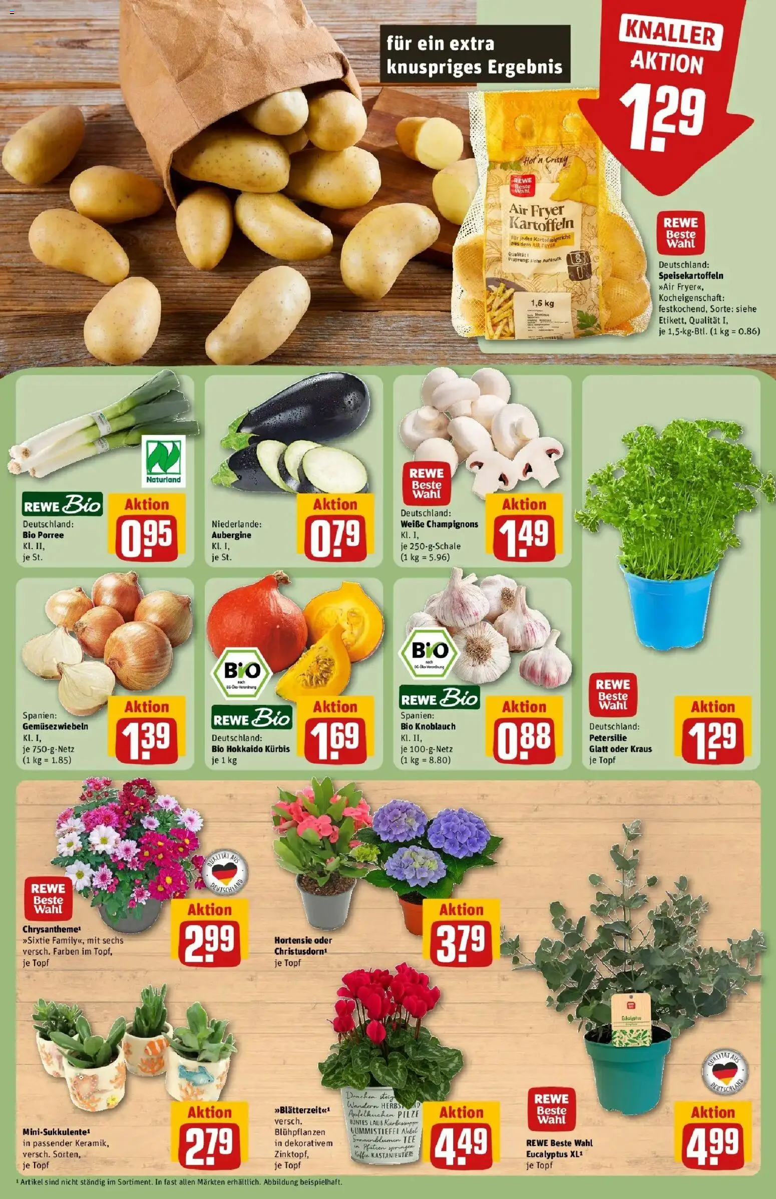 REWE Prospekt ab 24.08.2026 zum Blättern » Angebote | Seite: 7 | Produkte: Hortensie, Champignons, Kürbis, Tee