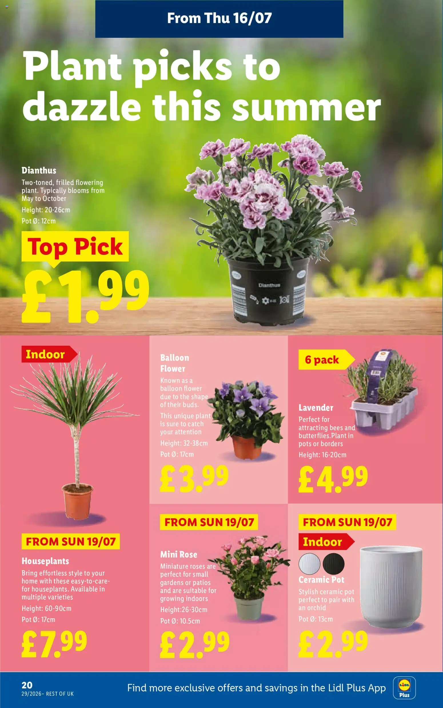 {H1} | Page: 22 | Products: Pot, Roses, Lavender, Ceramic pot