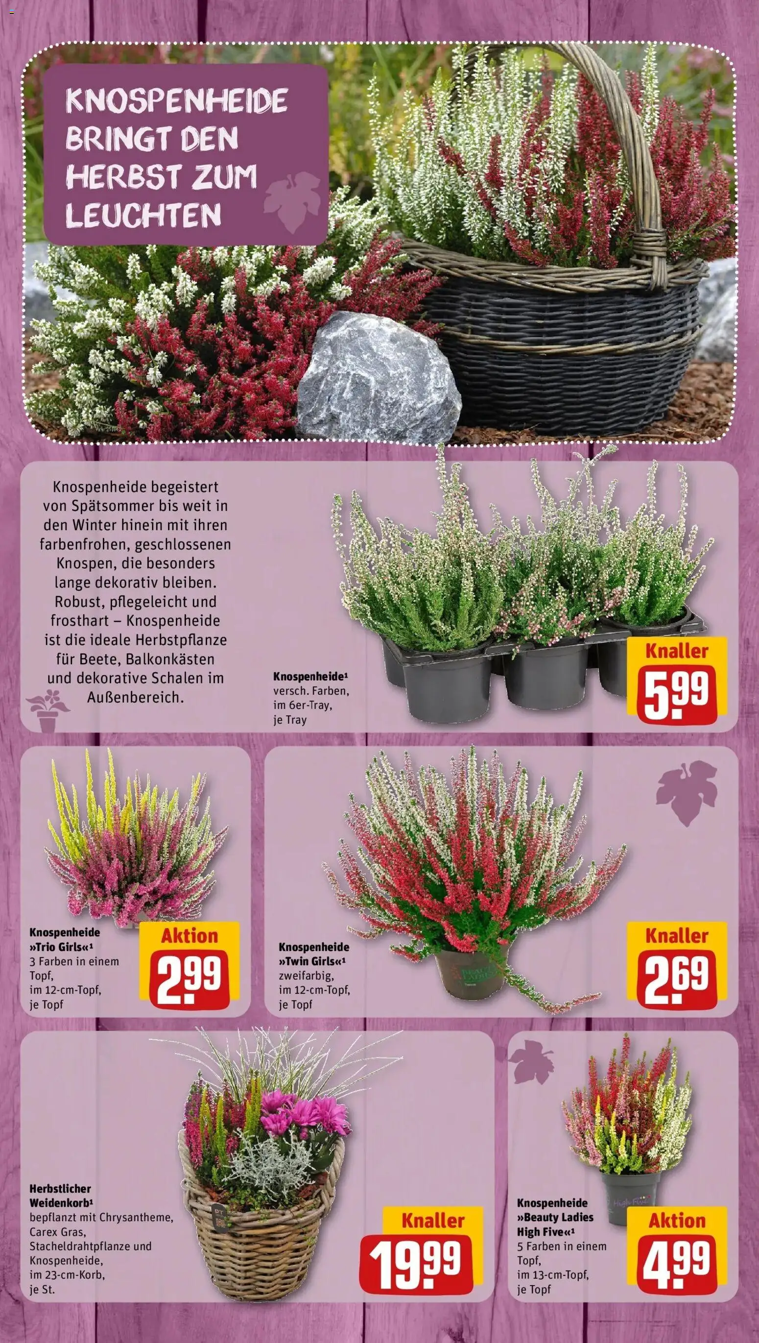 REWE Prospekt ab 28.09.2026 zum Blättern » Angebote | Seite: 10